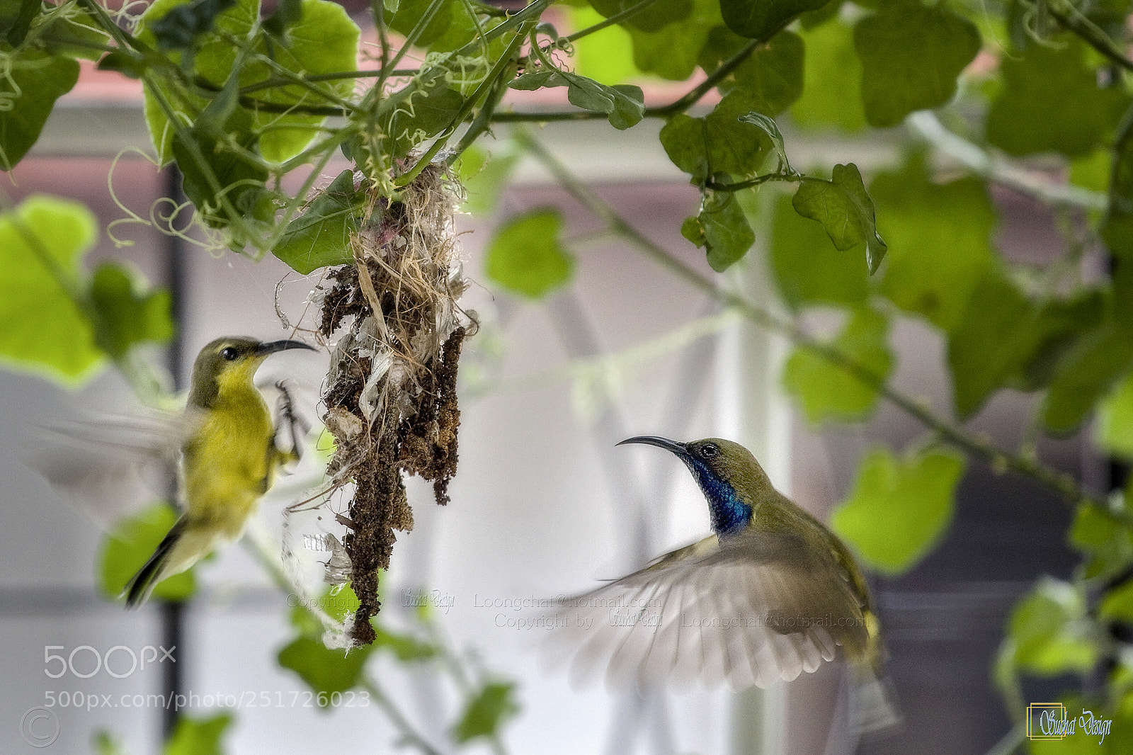 Canon EOS 450D (EOS Rebel XSi / EOS Kiss X2) sample photo. Nesting photography