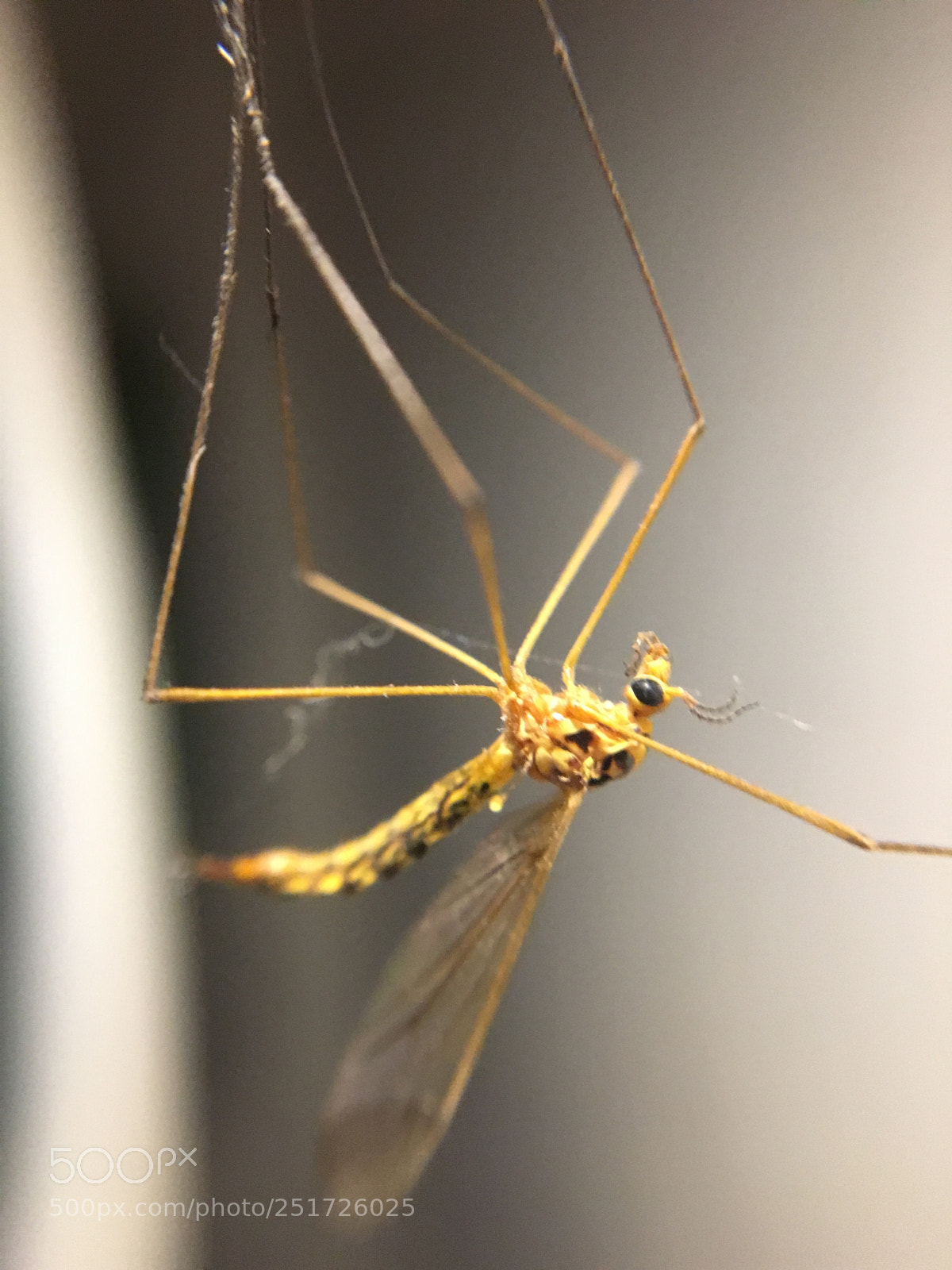 Apple iPhone 6s sample photo. Untitled photography
