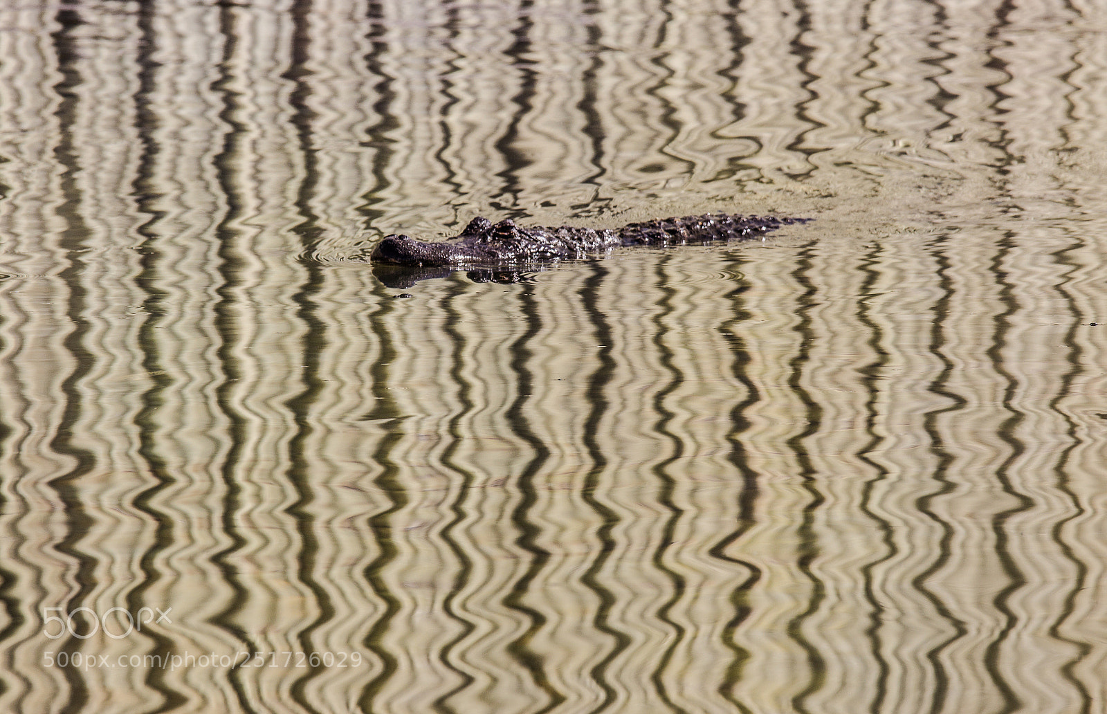 Canon EOS 60D sample photo. Abstract alligator photography