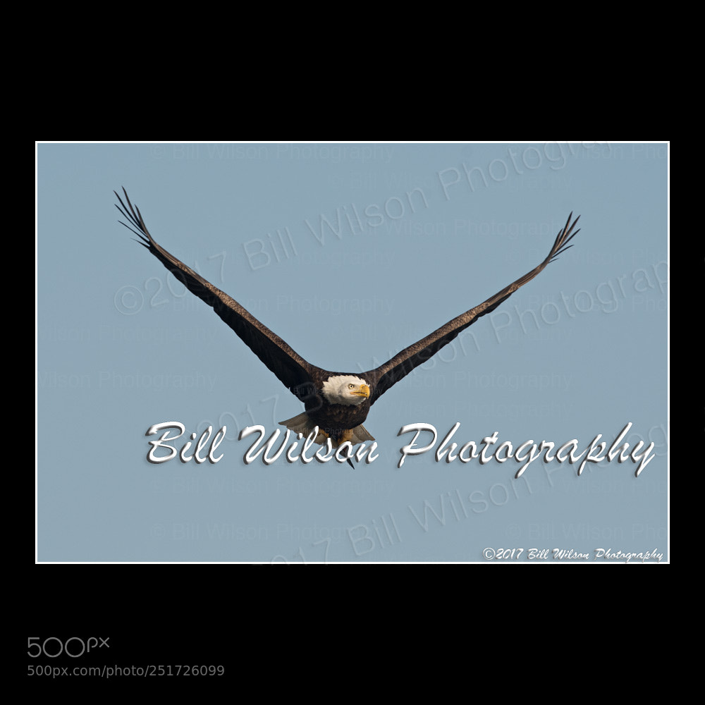 Nikon D500 sample photo. Bald eagle flight photography