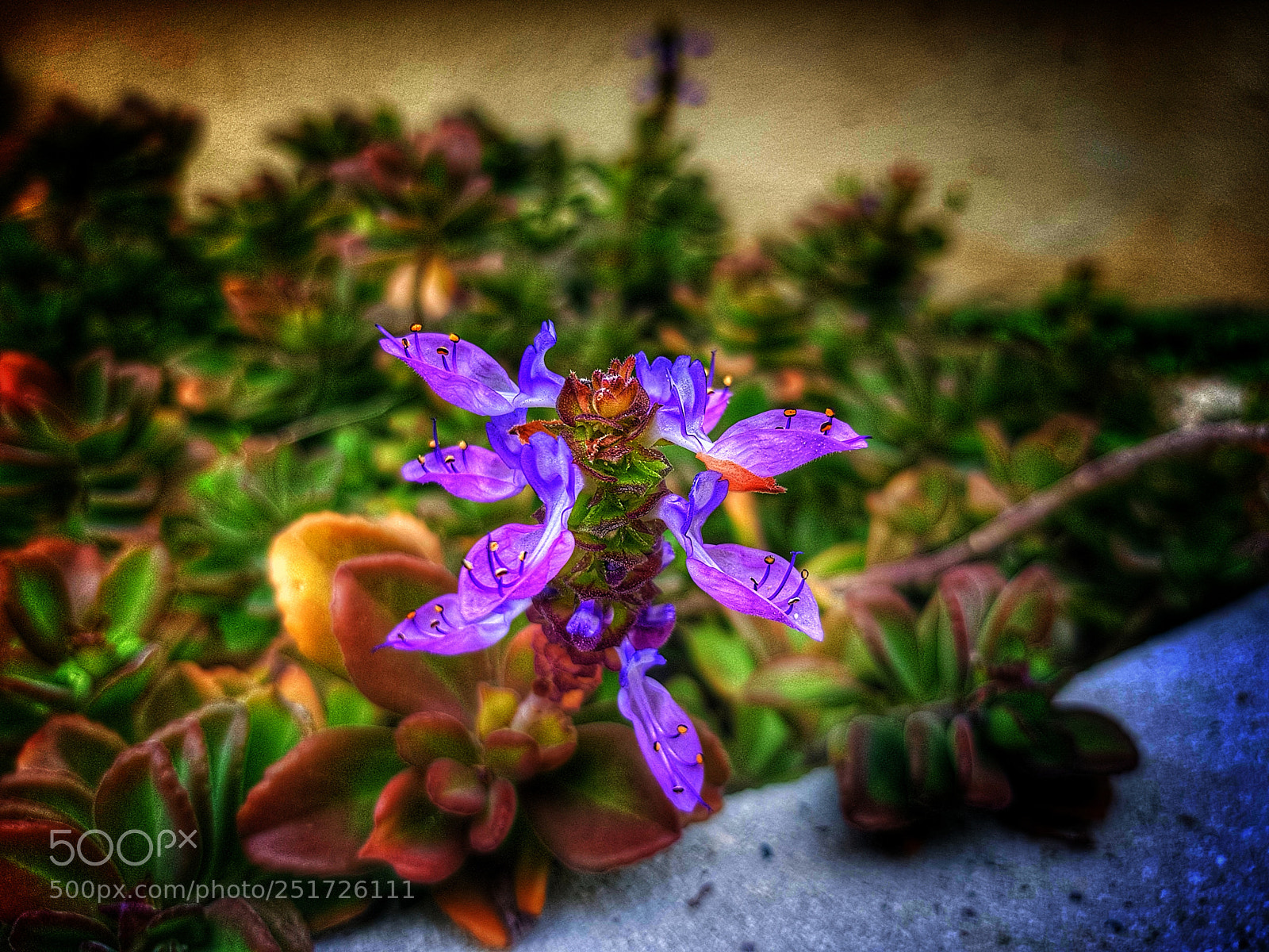 Samsung Galaxy S8+ sample photo. Easter flower photography