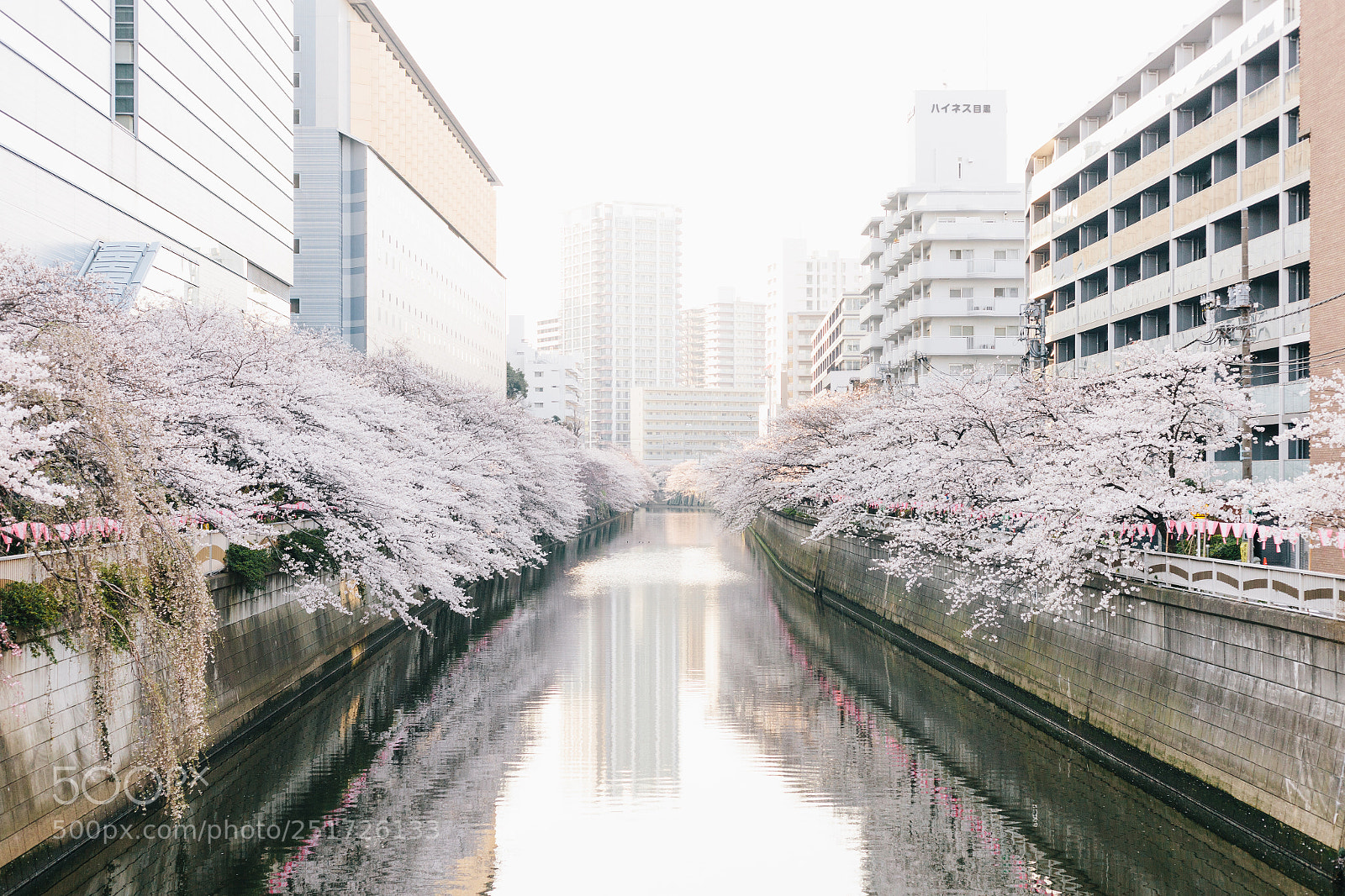 Canon EOS 5D Mark II sample photo. Sakura photography