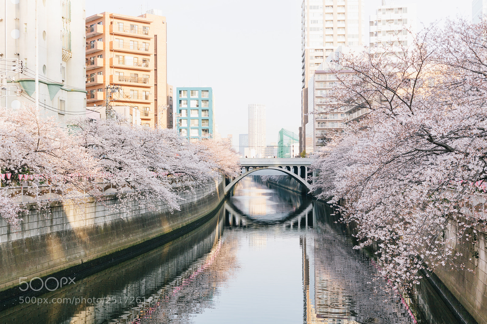 Canon EOS 5D Mark II sample photo. Sakura photography