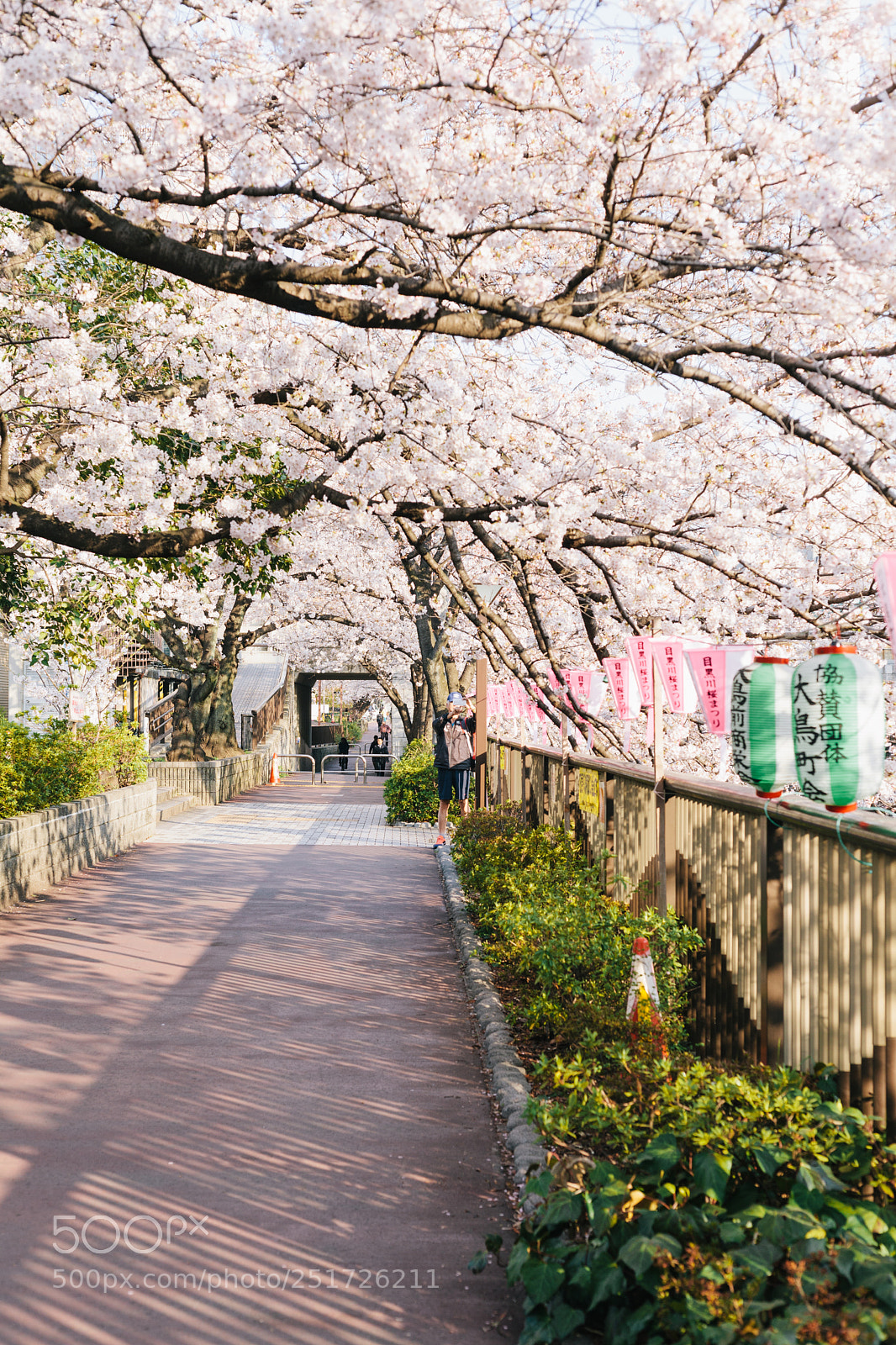 Canon EOS 5D Mark II sample photo. Sakura photography