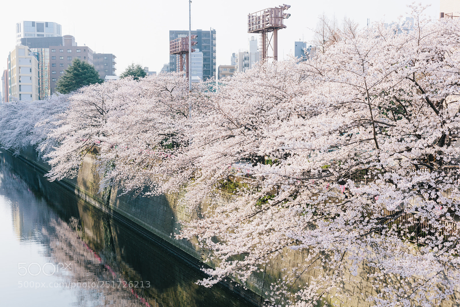 Canon EOS 5D Mark II sample photo. Sakura photography
