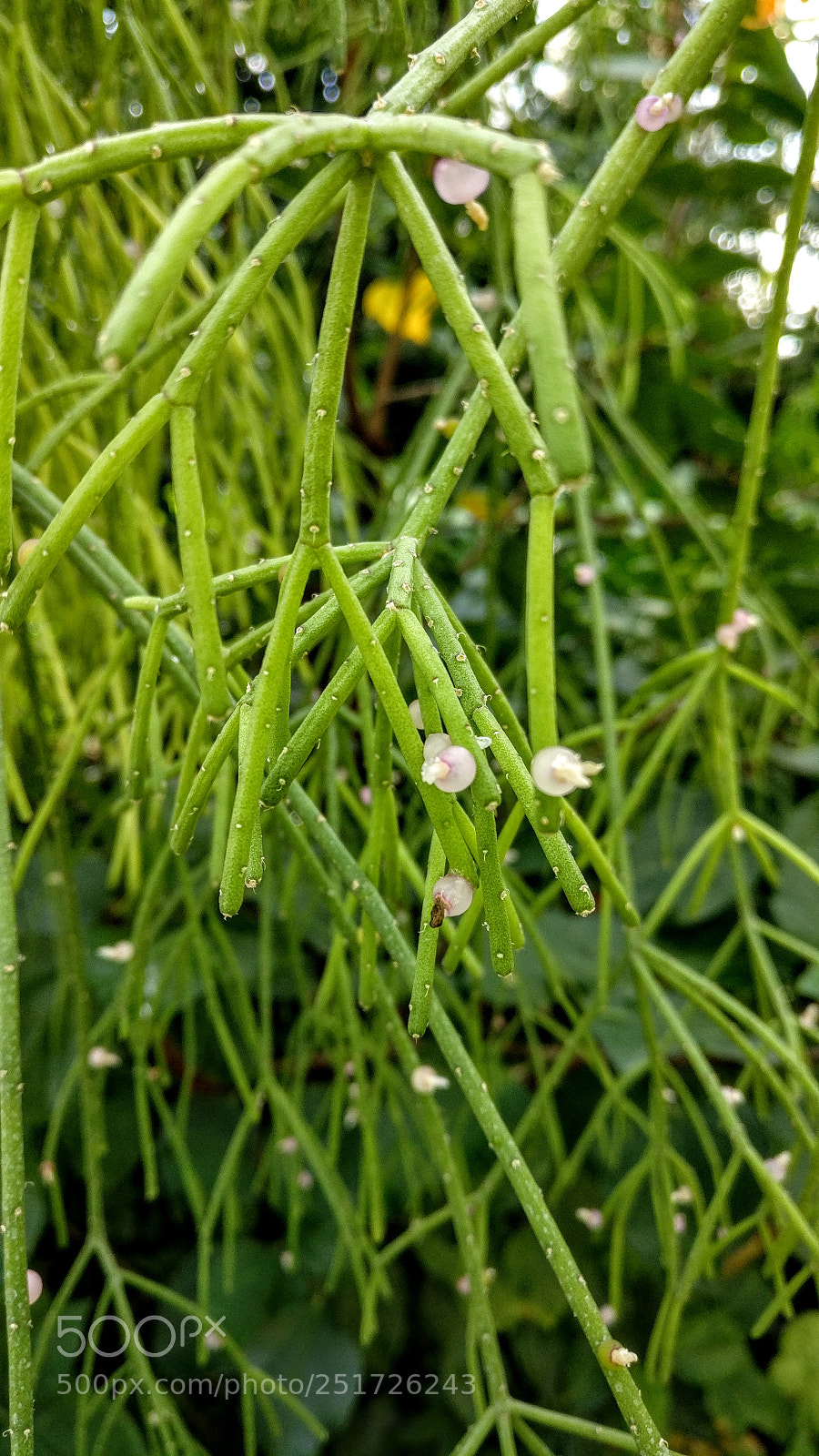 OnePlus A3003 sample photo. Untitled photography