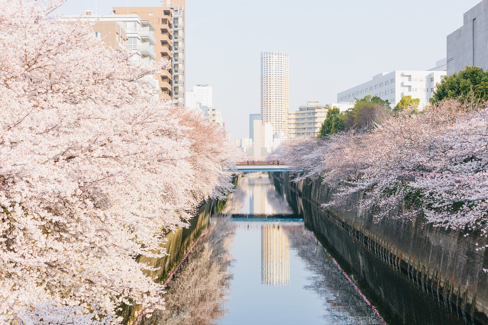 Canon EOS 5D Mark II sample photo. Sakura photography