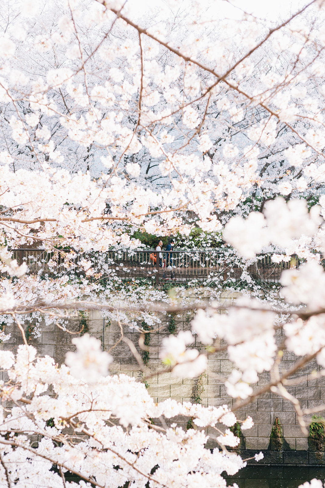 Canon EOS 5D Mark II sample photo. Sakura photography