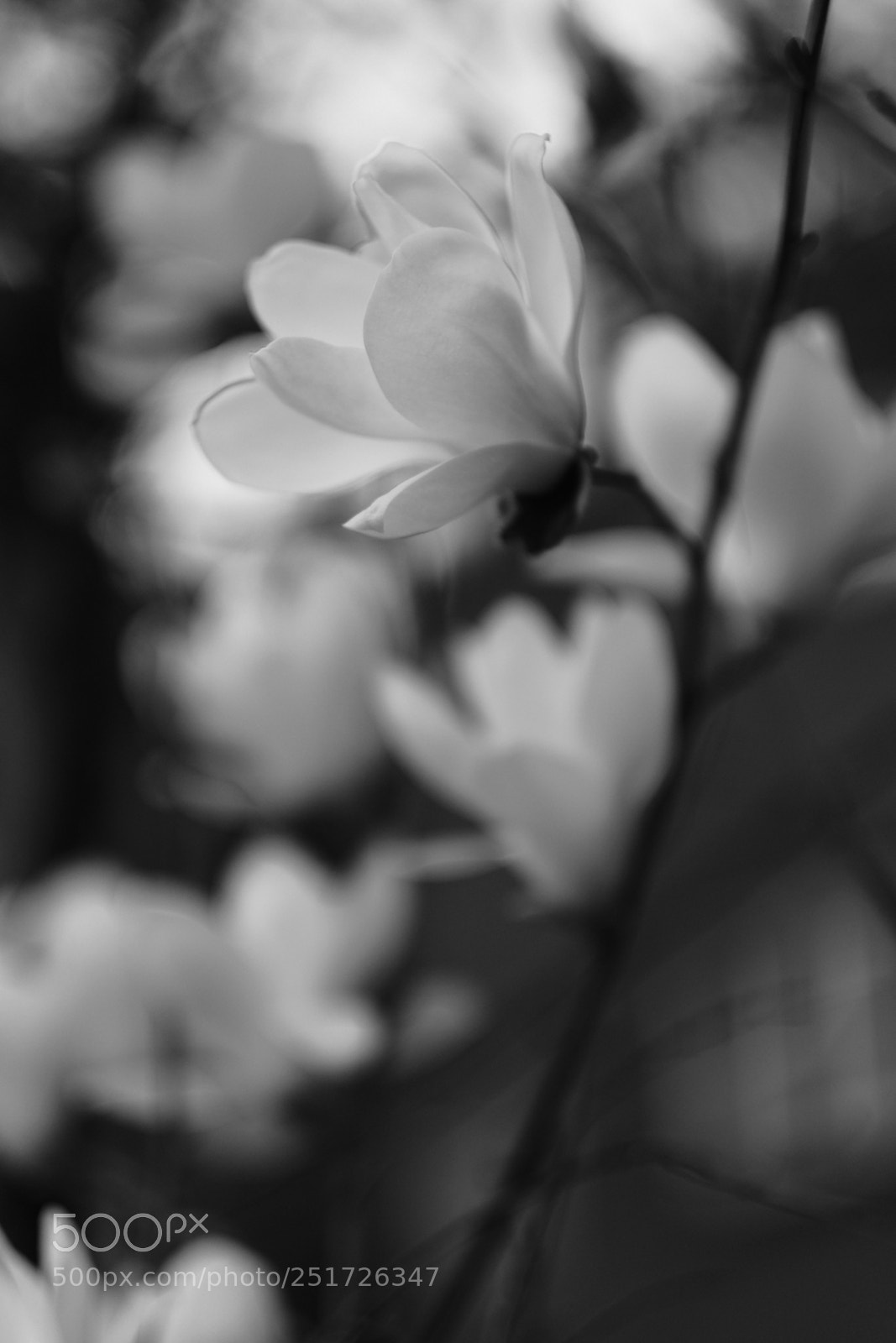 Fujifilm X-Pro2 sample photo. Magnolia kobus photography