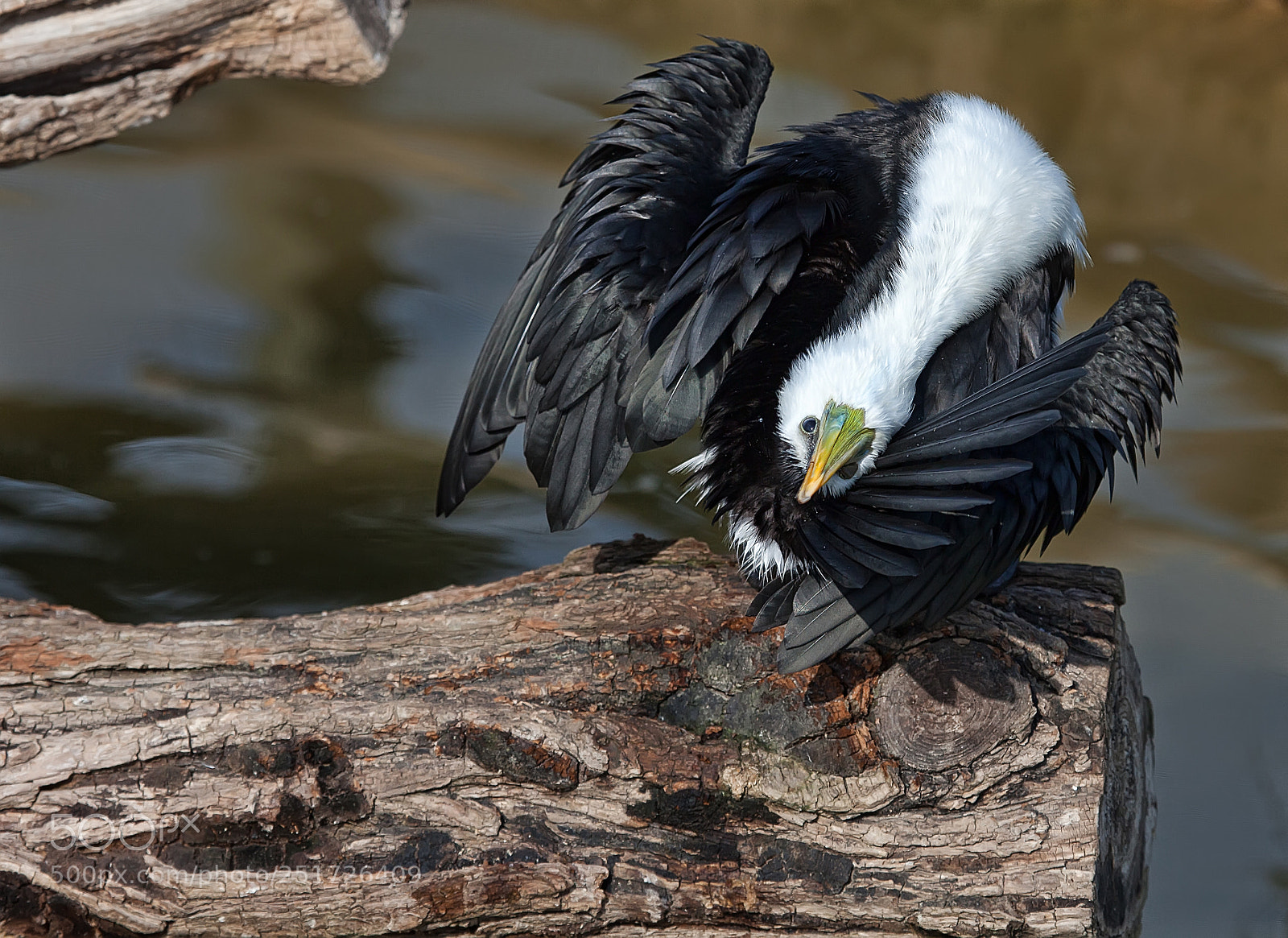 Canon EOS 5D Mark II sample photo. L'art de se faire photography