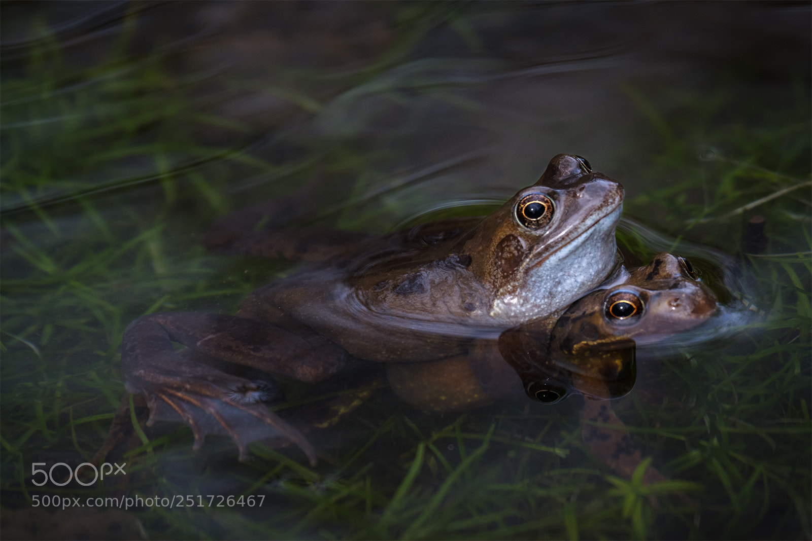 Canon EOS 7D sample photo. Frolicking frogs photography