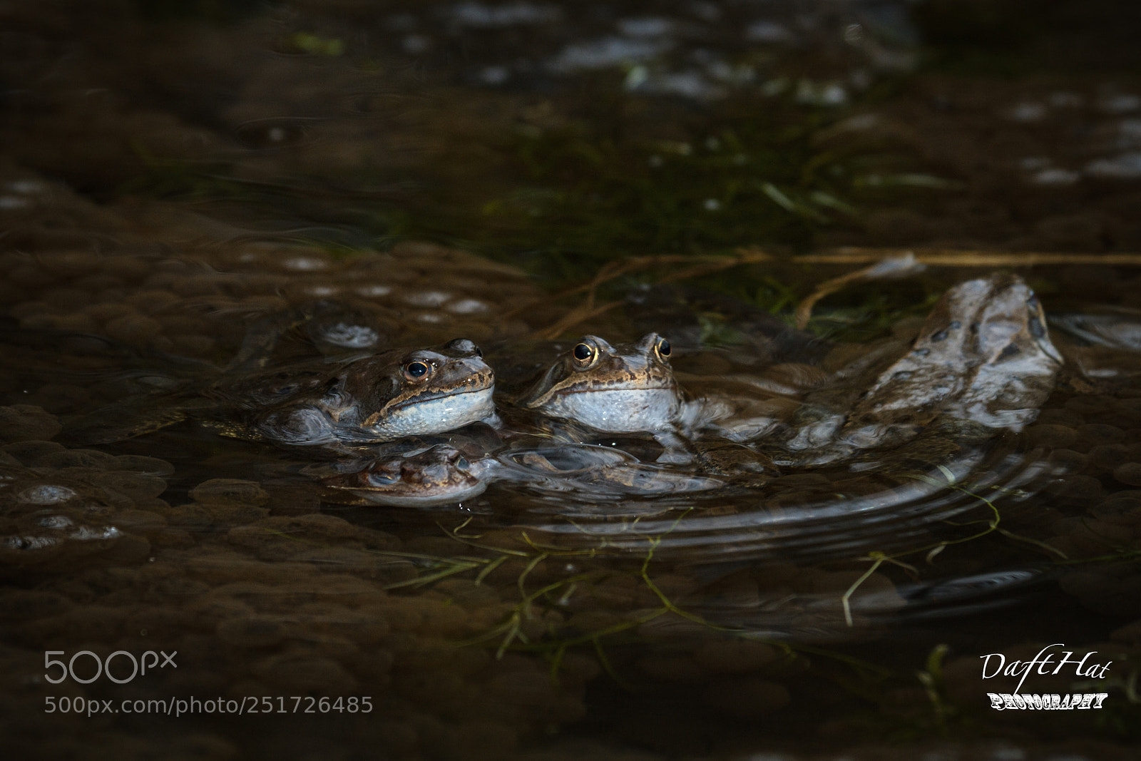 Canon EOS 7D sample photo. Frisky frogs photography