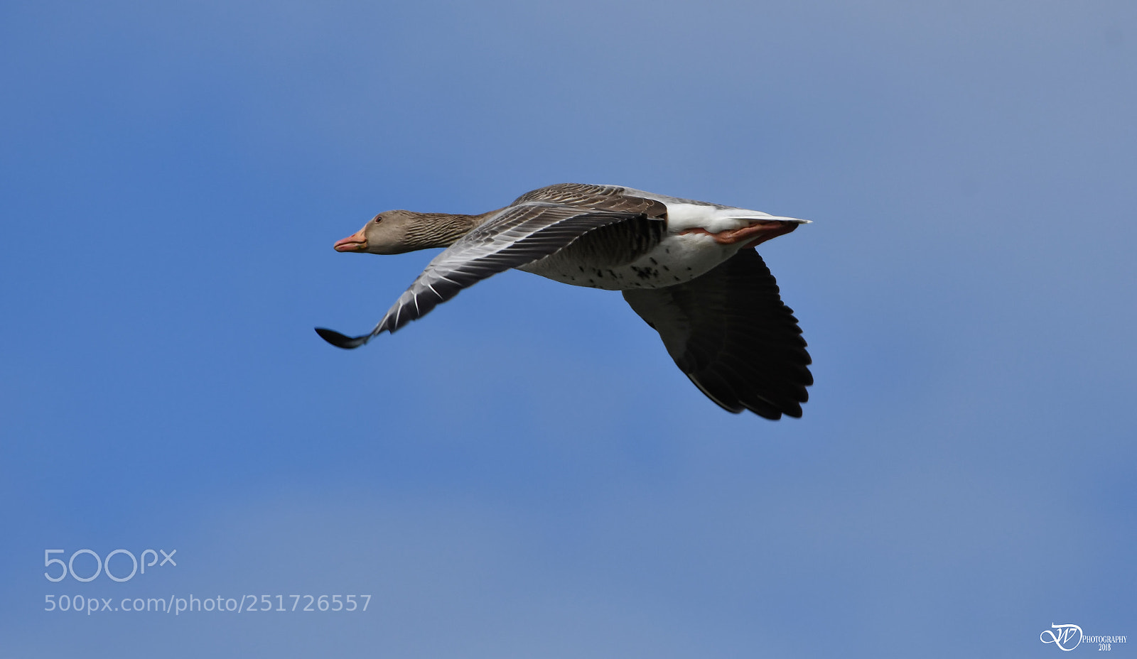 Nikon D500 sample photo. Greylag goose photography
