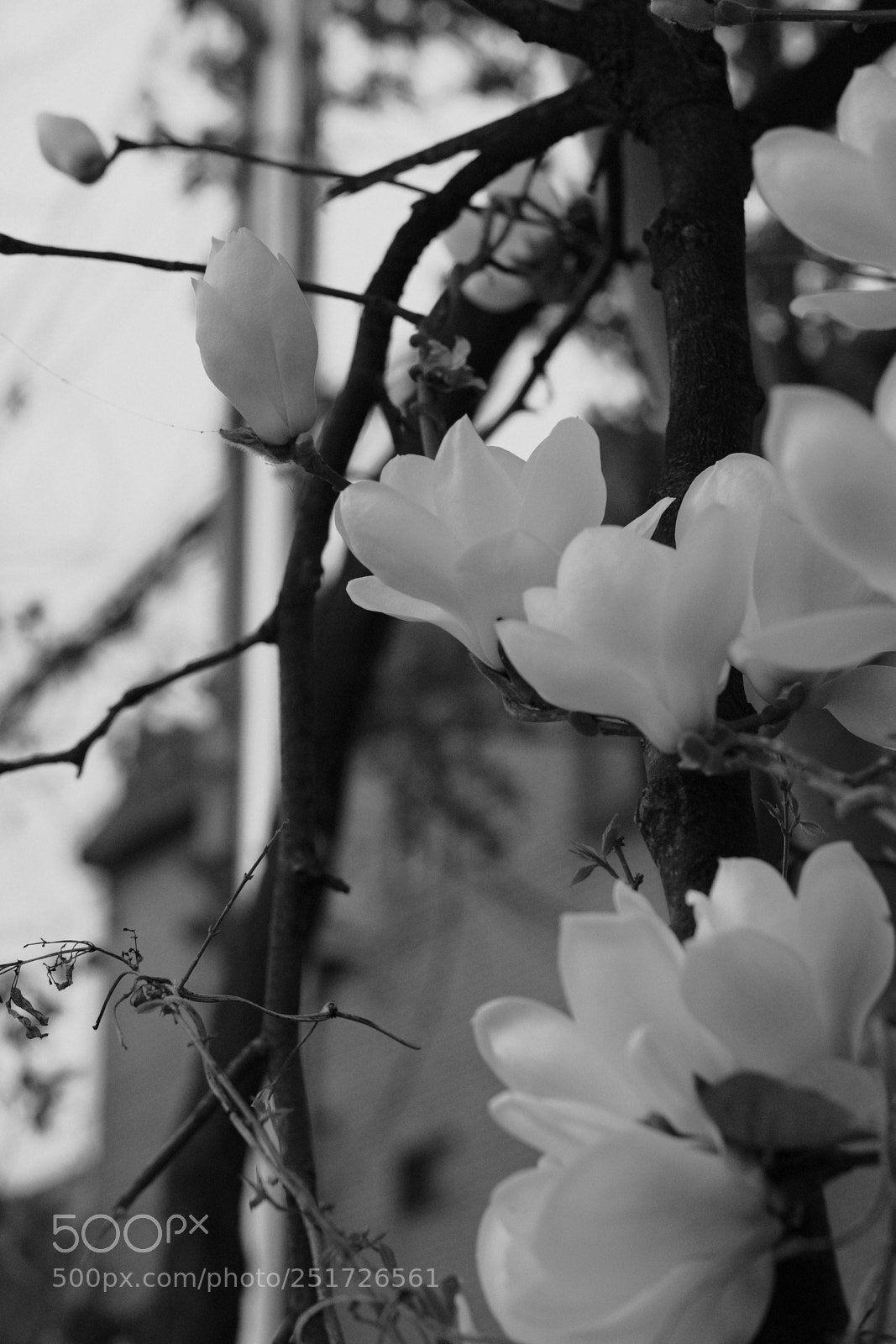 Fujifilm X-Pro2 sample photo. Magnolia kobus photography