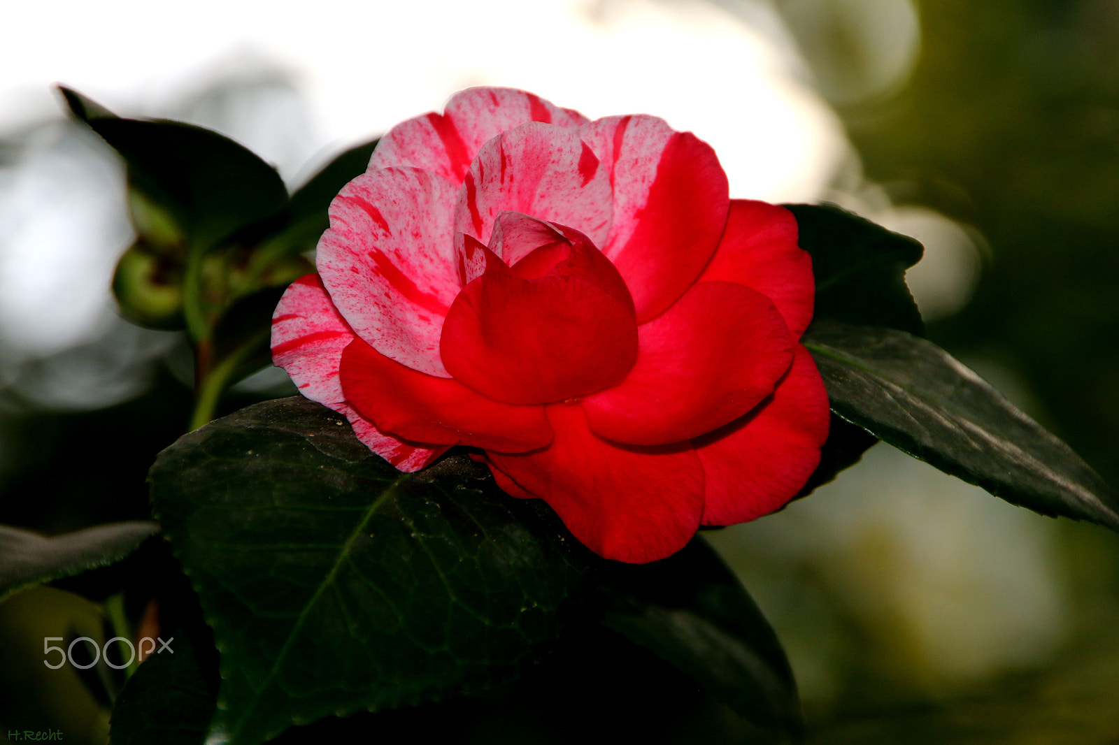Canon EOS 70D + Tamron AF 18-270mm F3.5-6.3 Di II VC LD Aspherical (IF) MACRO sample photo. Camellia in red and white photography