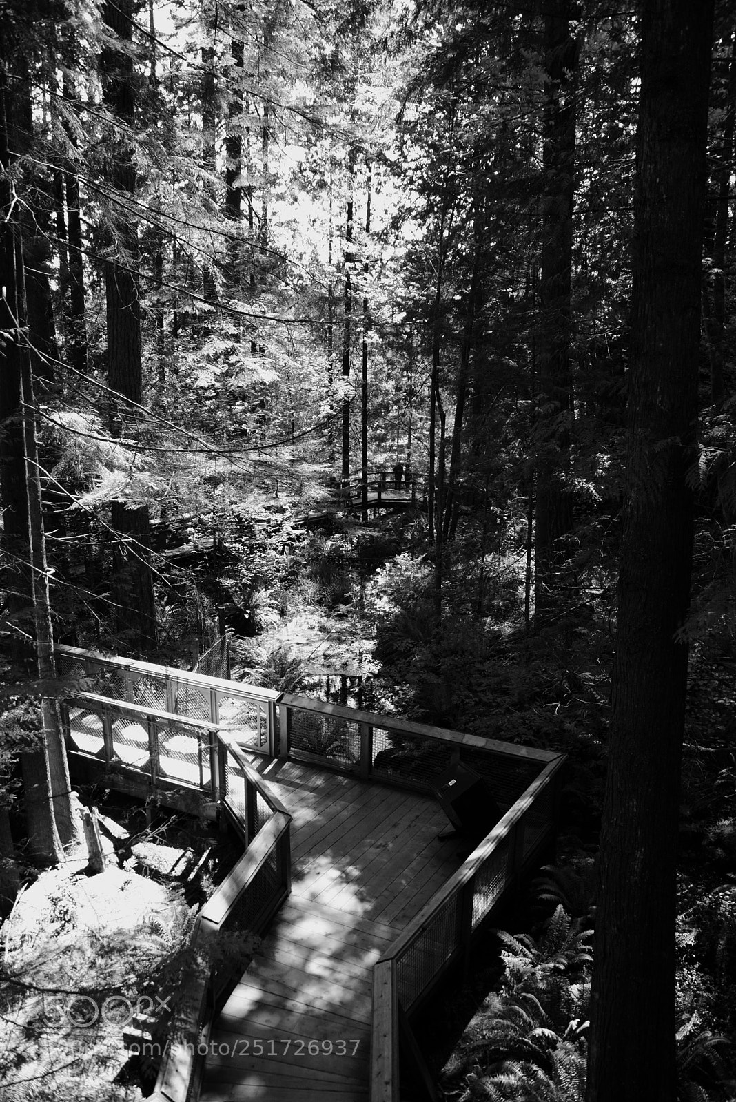 Nikon D600 sample photo. Capilano forest photography