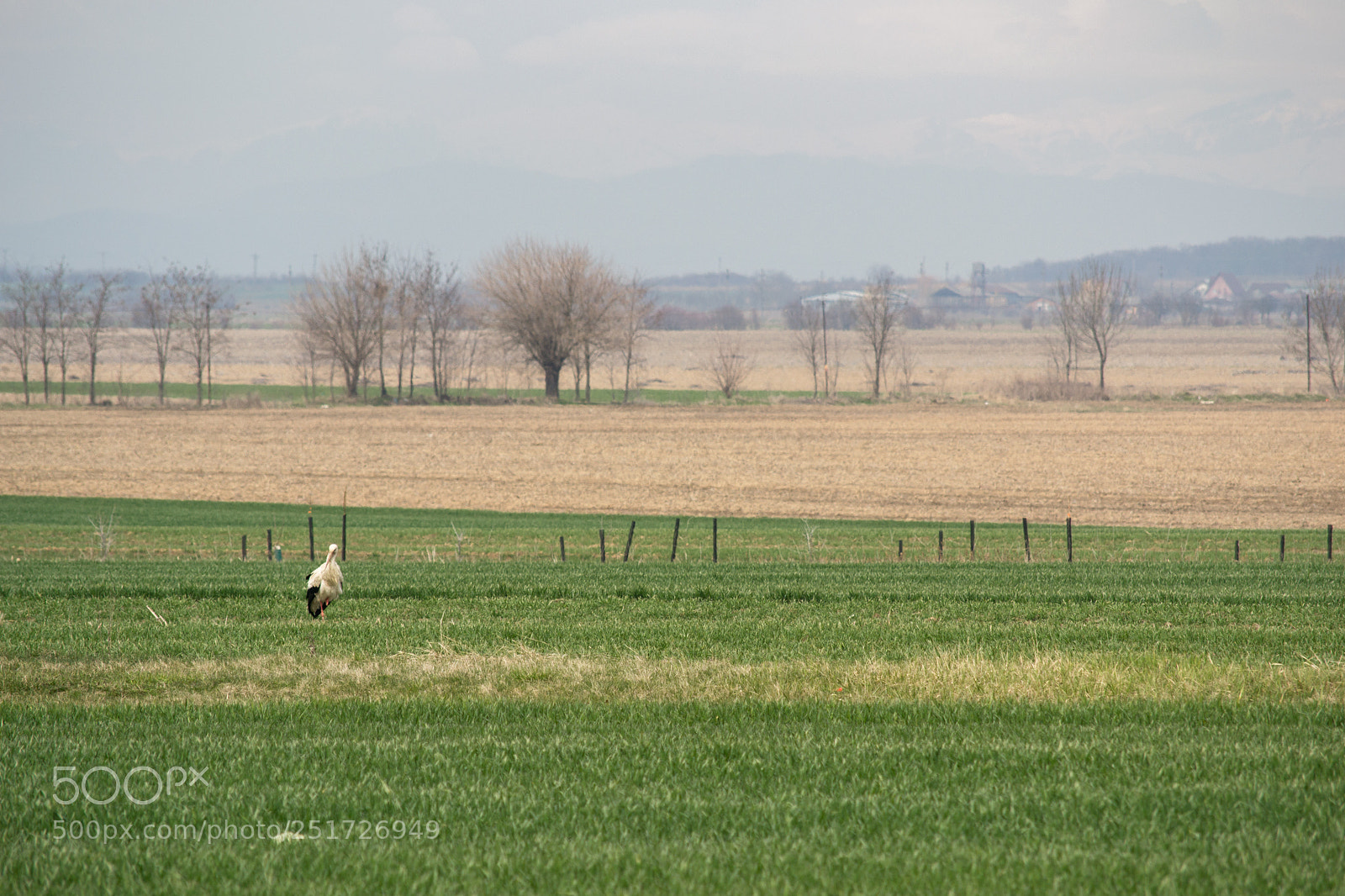 Nikon D3100 sample photo. The stork photography