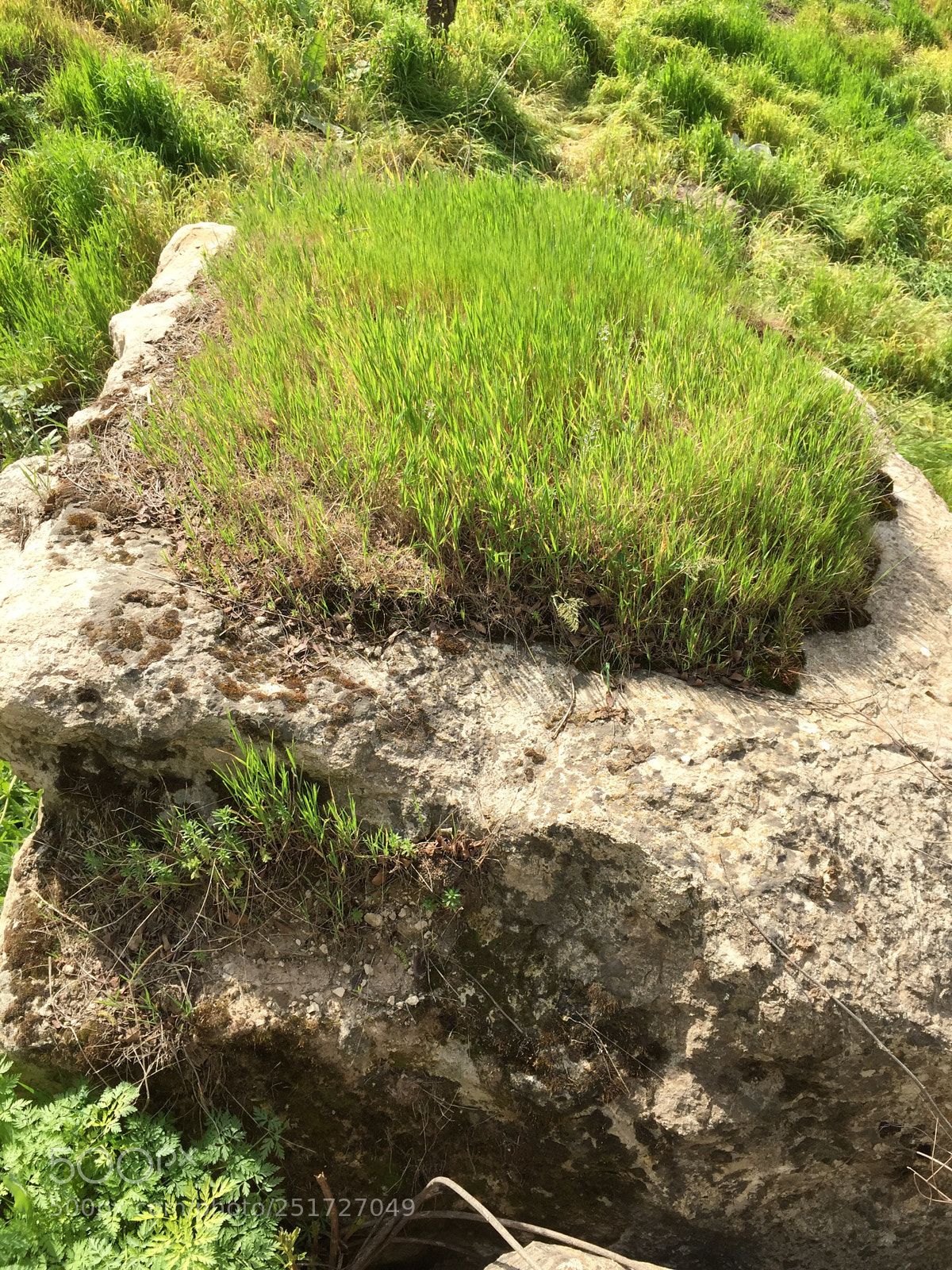 Apple iPhone 6 sample photo. The grass grew right photography