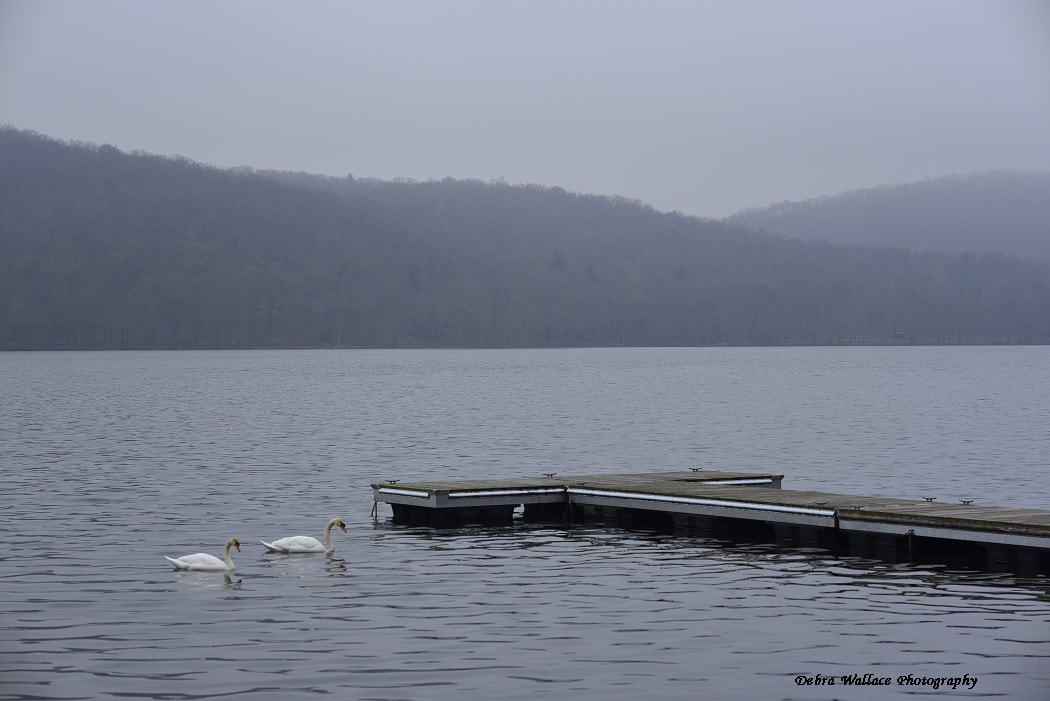 Nikon AF Nikkor 85mm F1.8D sample photo. Swans on rockland lake photography
