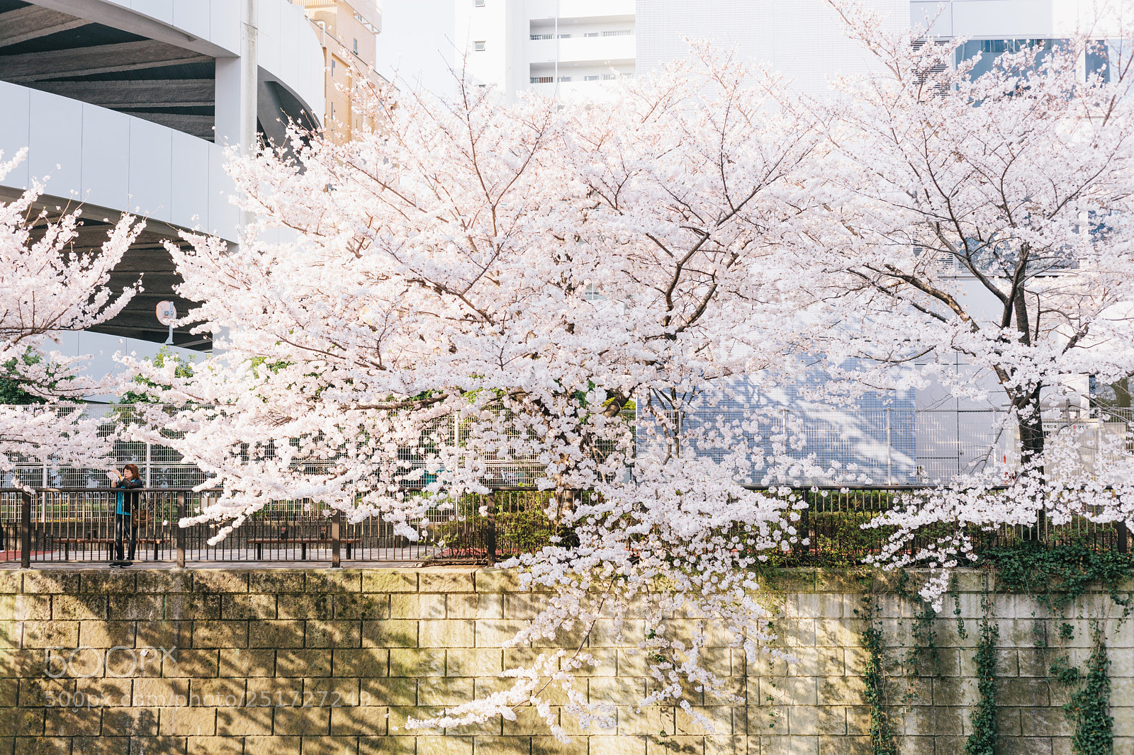 Canon EOS 5D Mark II sample photo. Sakura photography