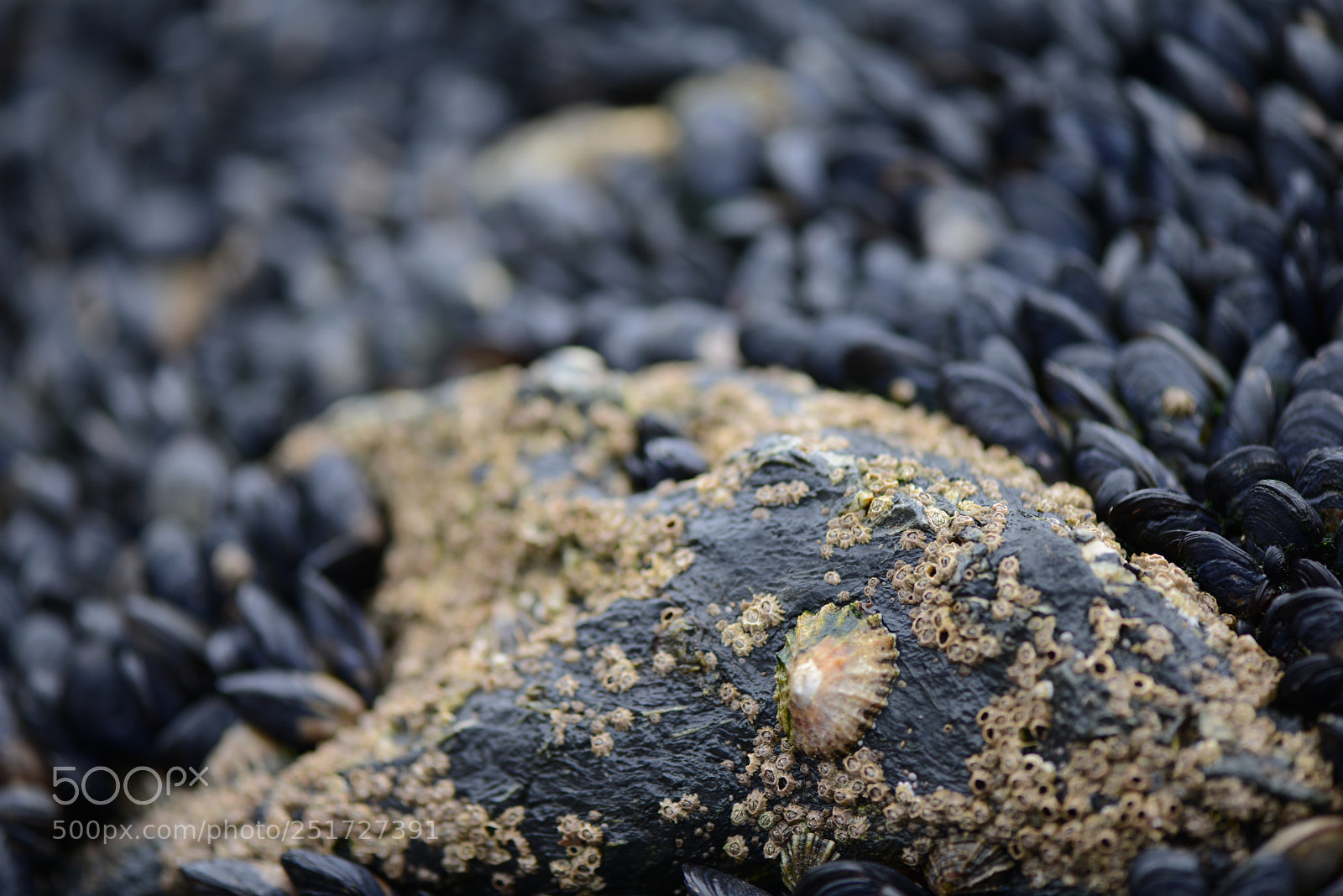 Nikon D800 sample photo. Limpet amongst the muscles photography