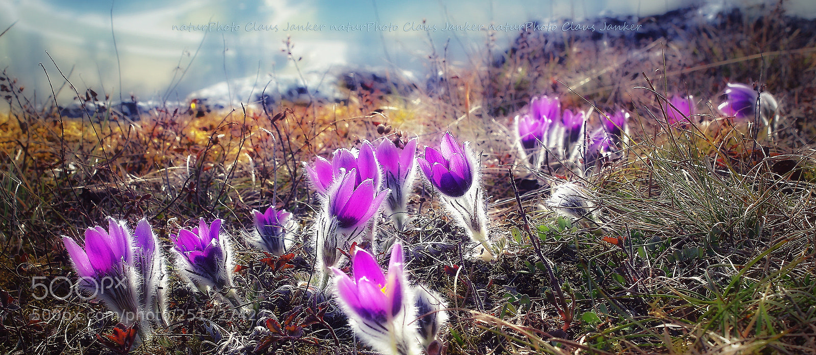 Canon EOS 600D (Rebel EOS T3i / EOS Kiss X5) sample photo. Frühlingserwachen photography