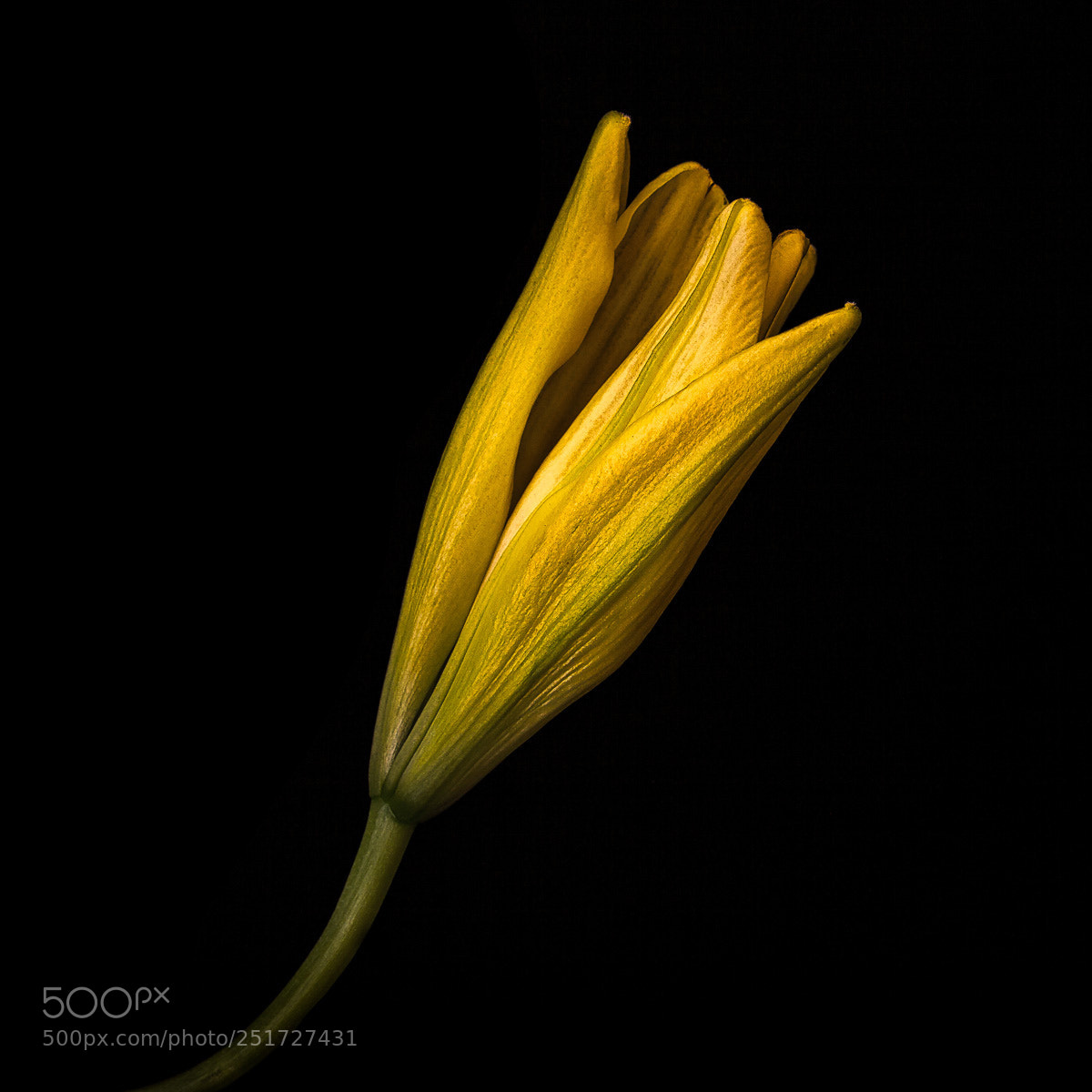 Canon EOS 5D Mark II sample photo. Young lily photography