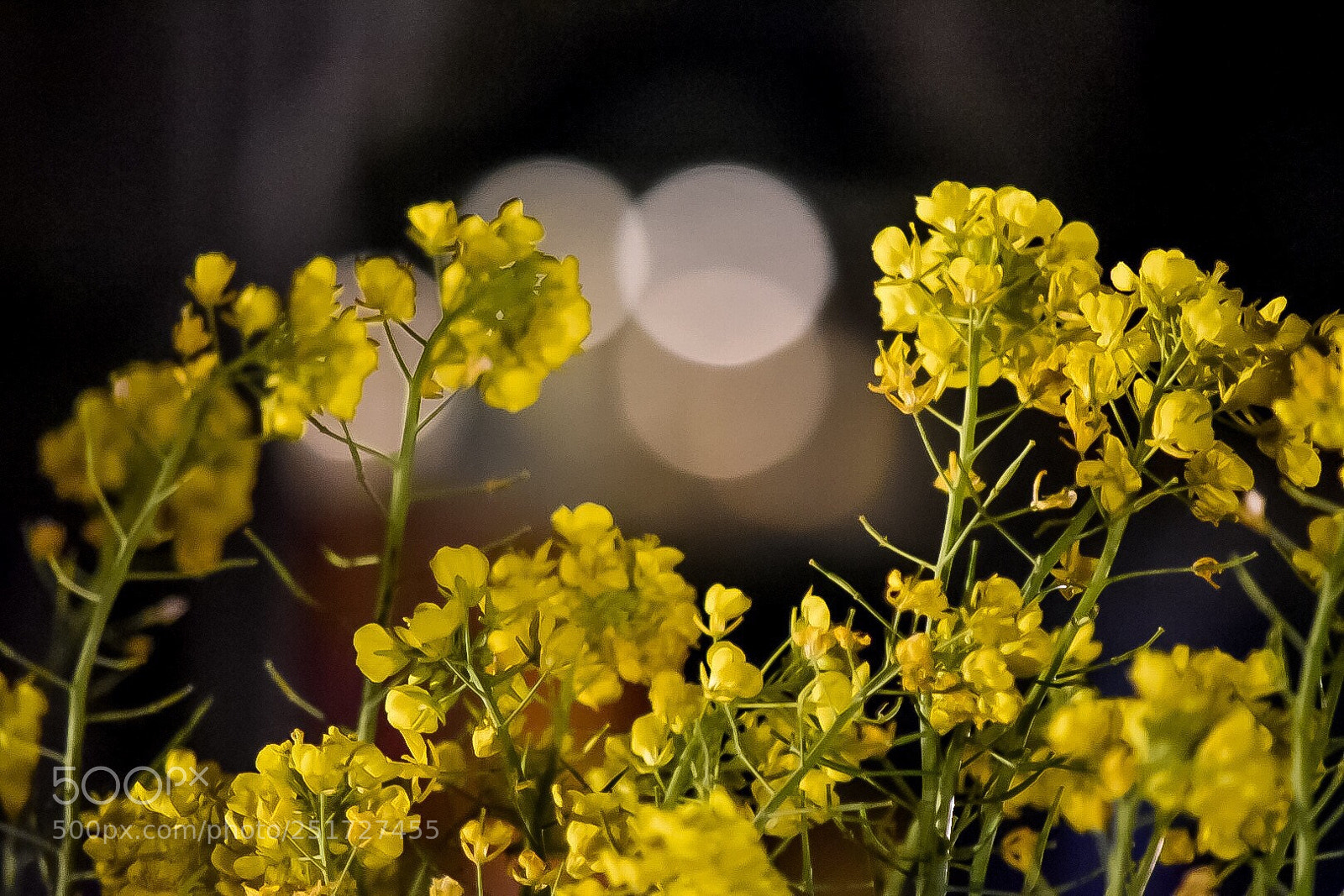 Nikon D5500 sample photo. Untitled photography