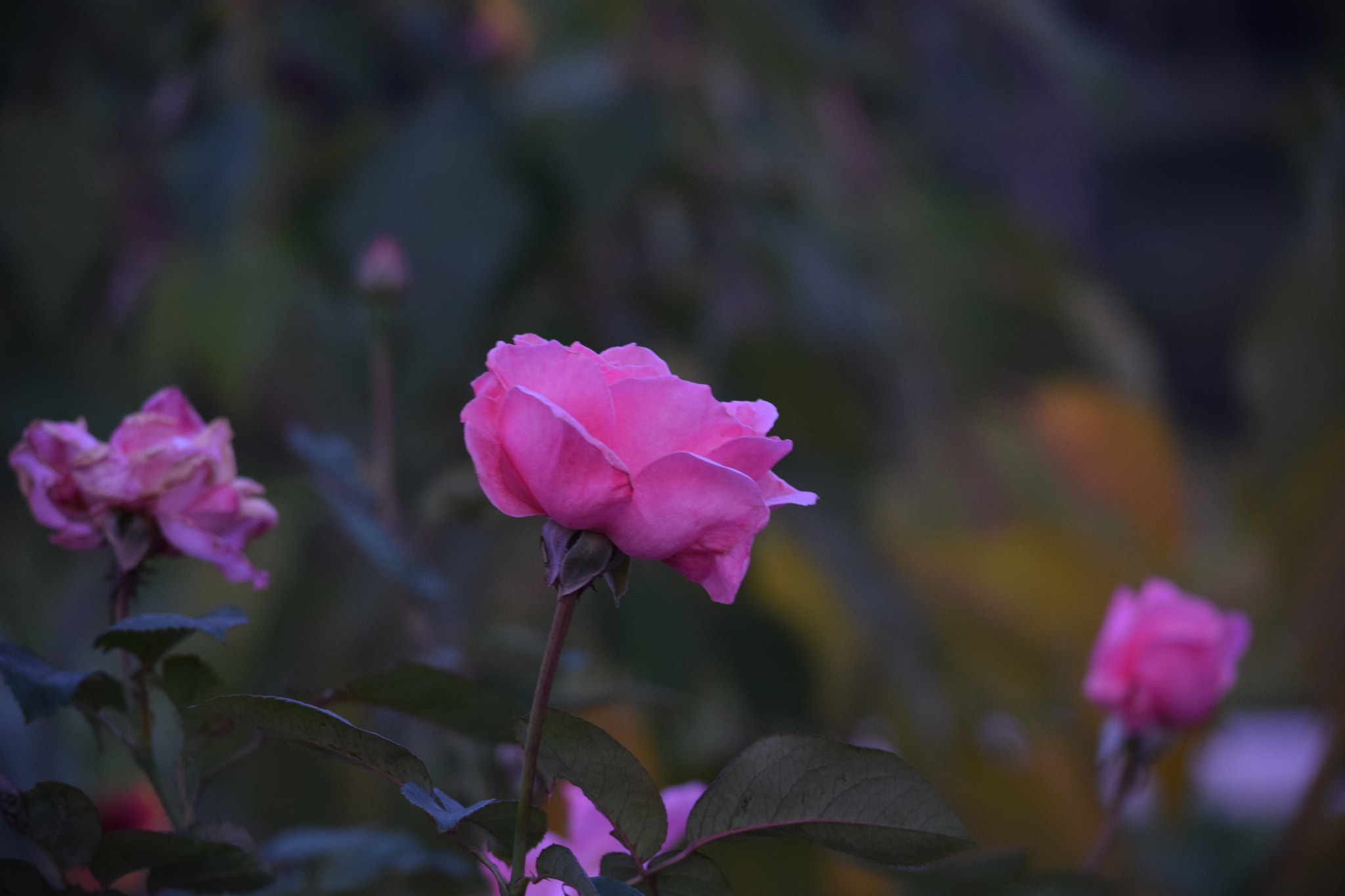 Nikon D5300 sample photo. Chinese rose photography