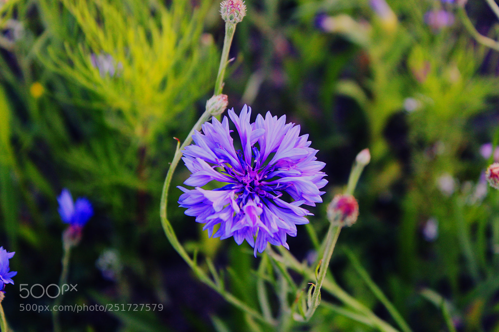 Canon EOS 1100D (EOS Rebel T3 / EOS Kiss X50) sample photo. Floral season photography