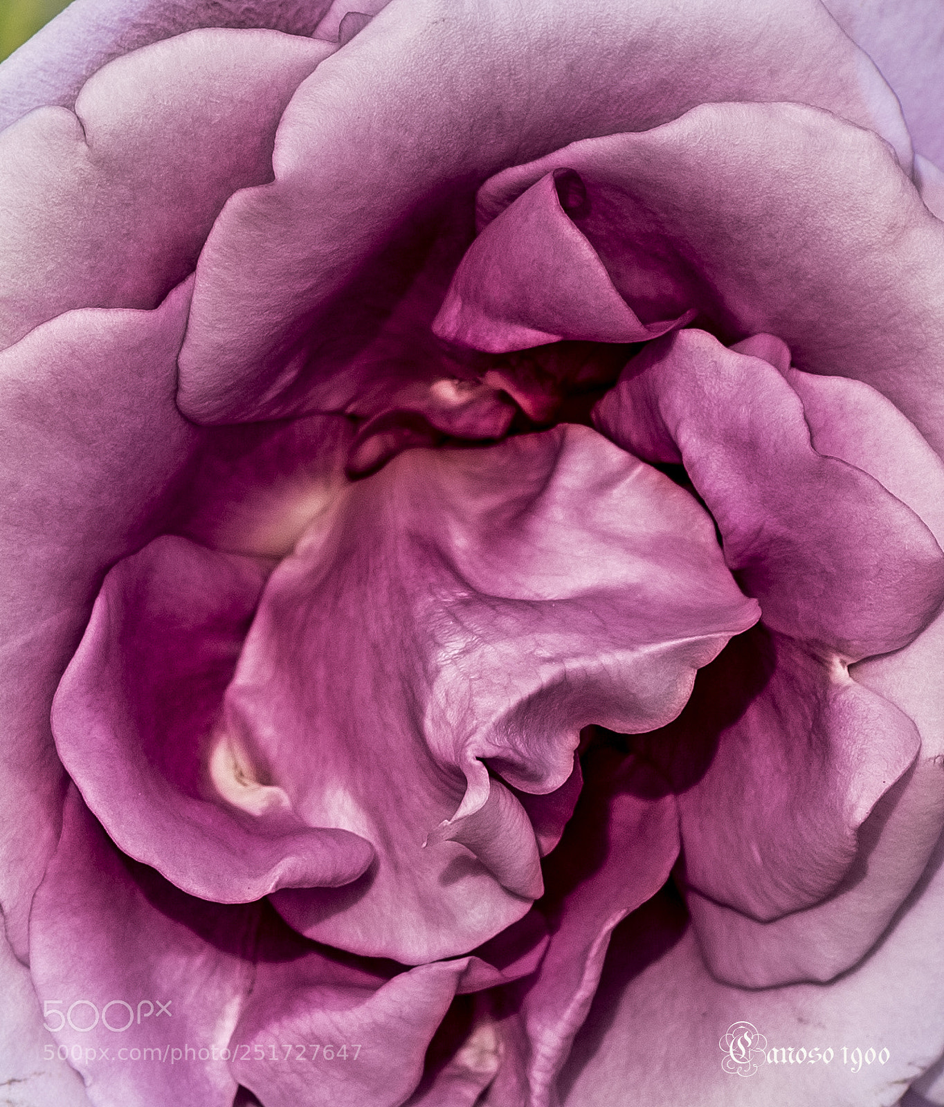 Nikon D810 sample photo. Rosa photography