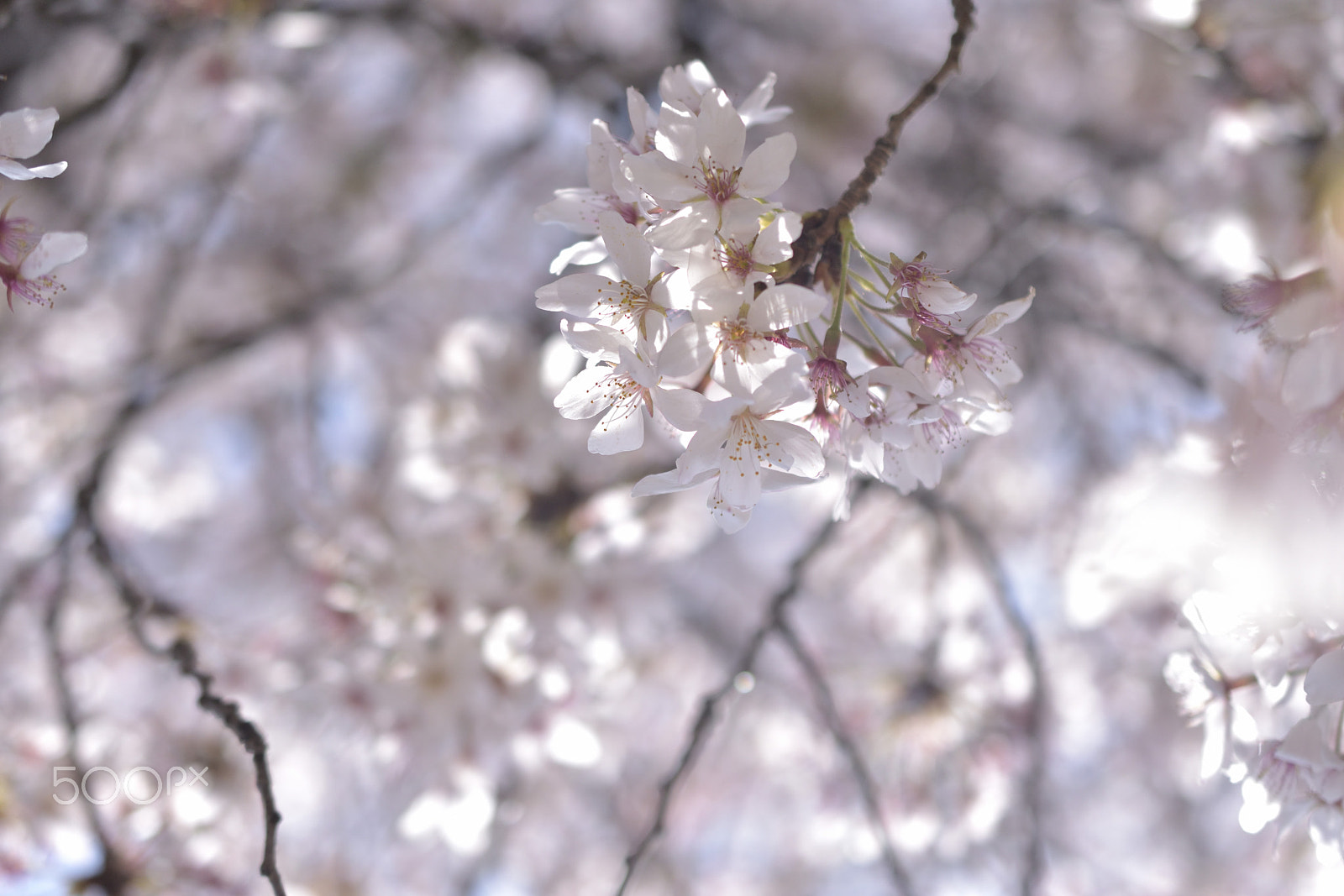 Nikon AF-S DX Micro Nikkor 40mm F2.8 sample photo. Bright light photography