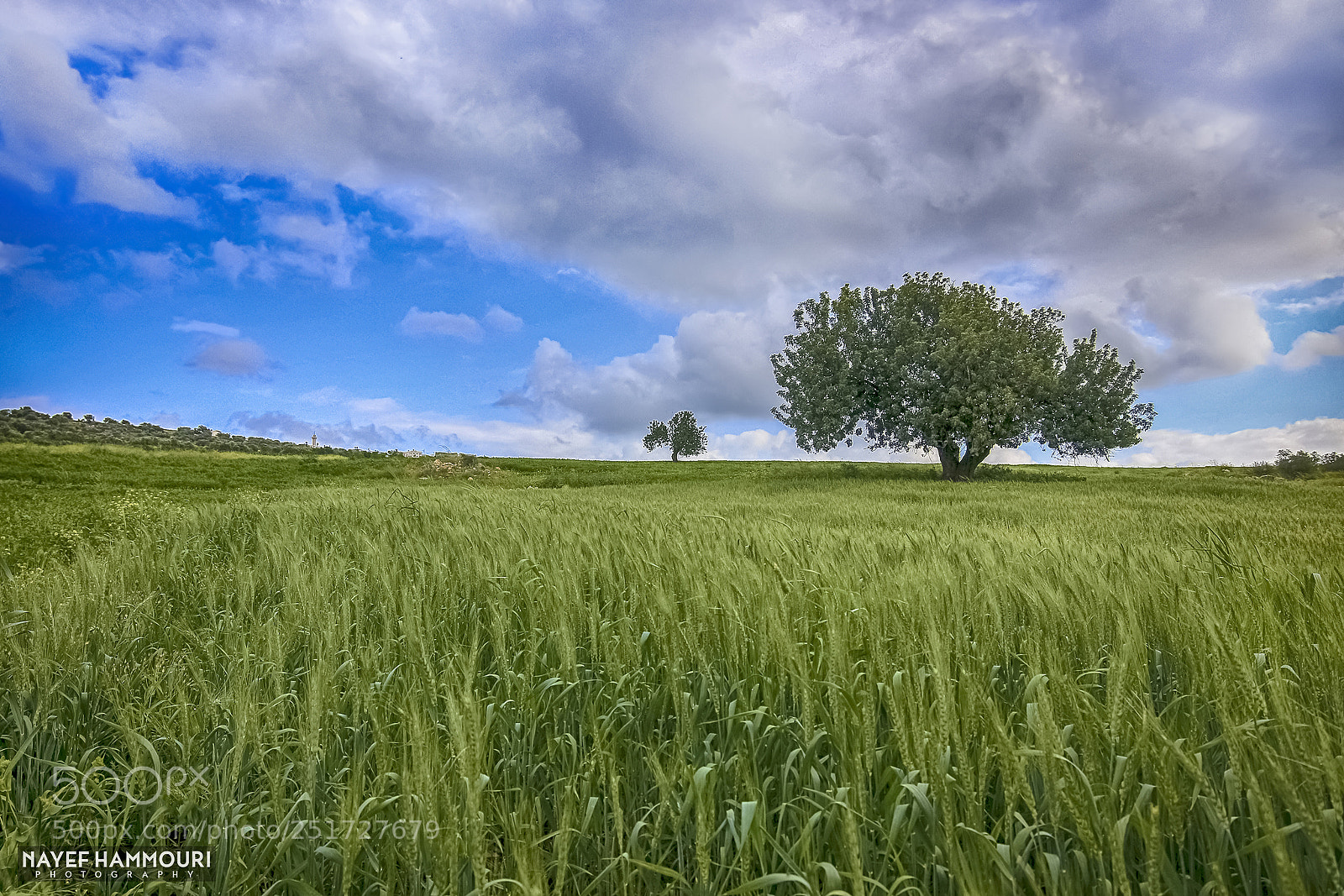 Canon EOS 70D sample photo. Trees landscape in jenin photography