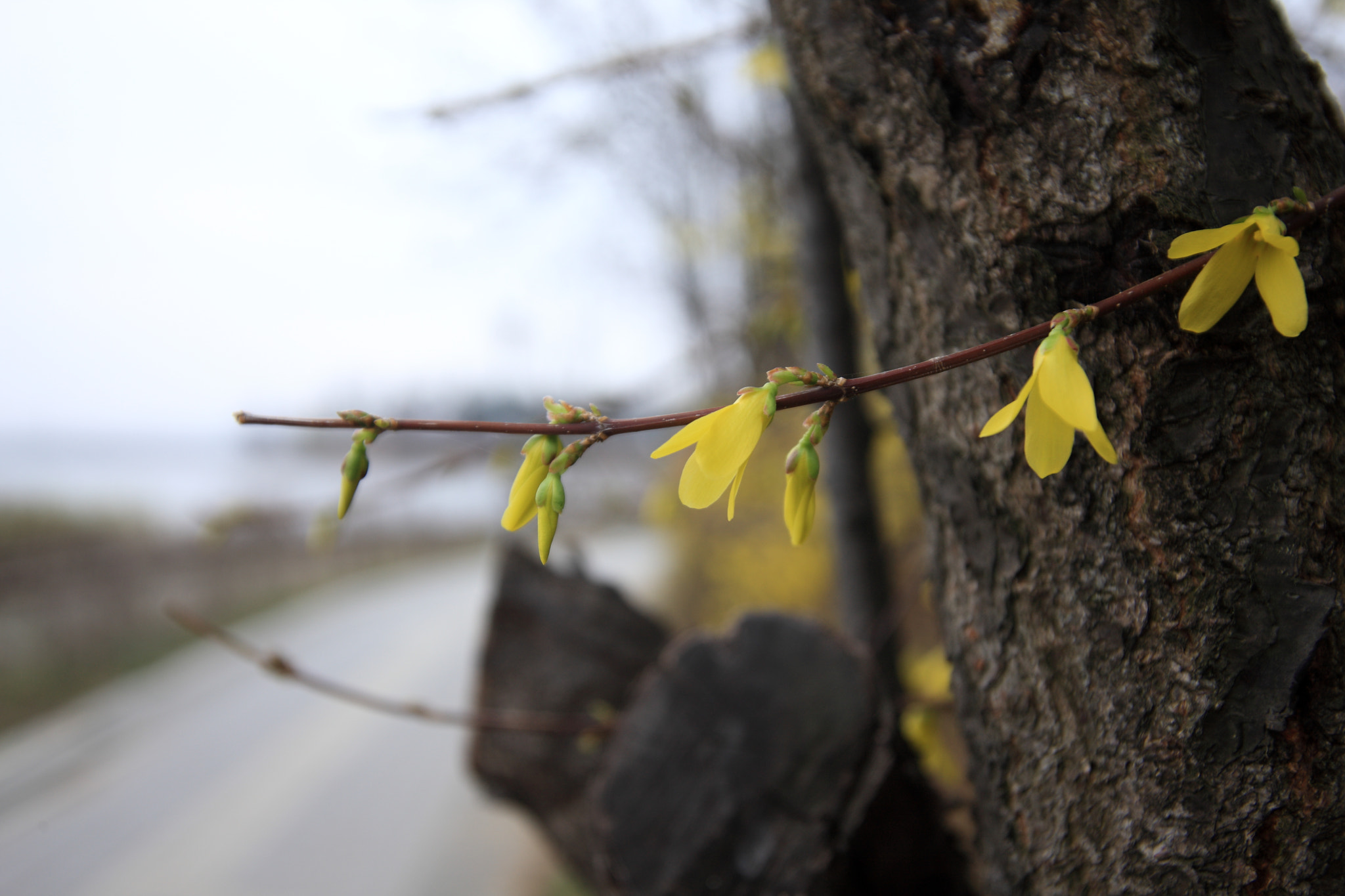 Canon EOS-1Ds Mark III + Sigma 17-35mm f/2.8-4 EX DG Aspherical HSM sample photo. Timelaps of spring photography