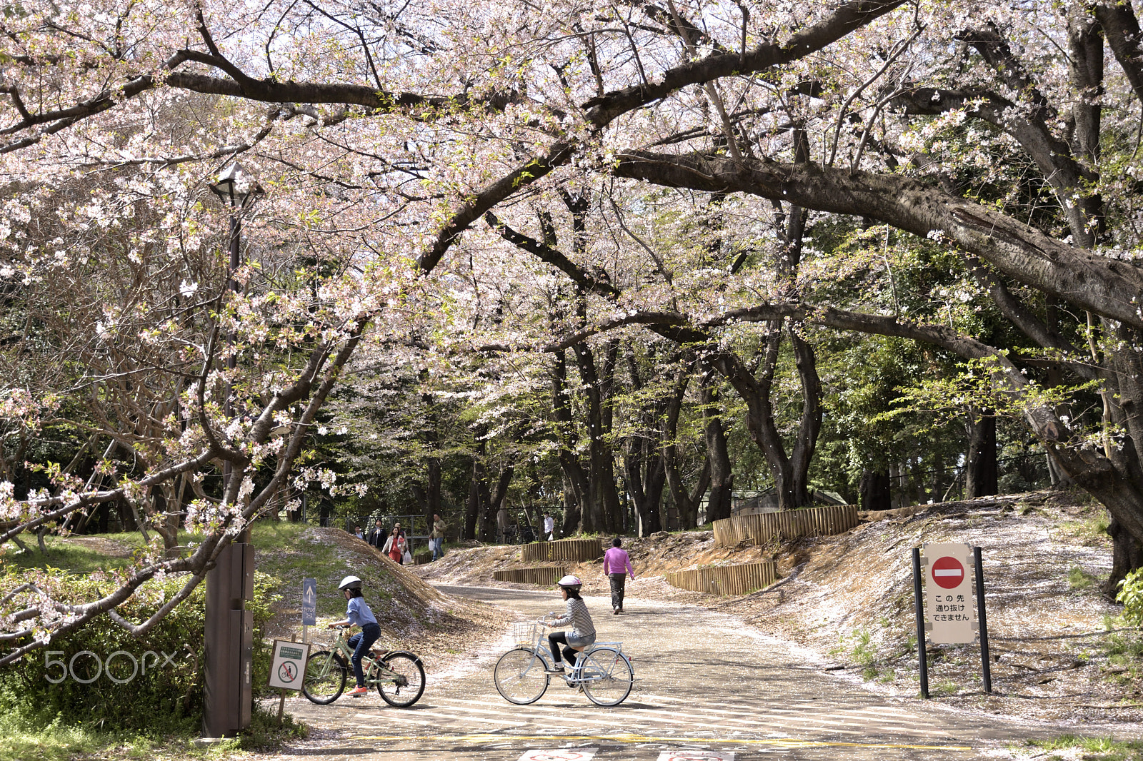 Nikon D5500 sample photo. Ordinary day photography