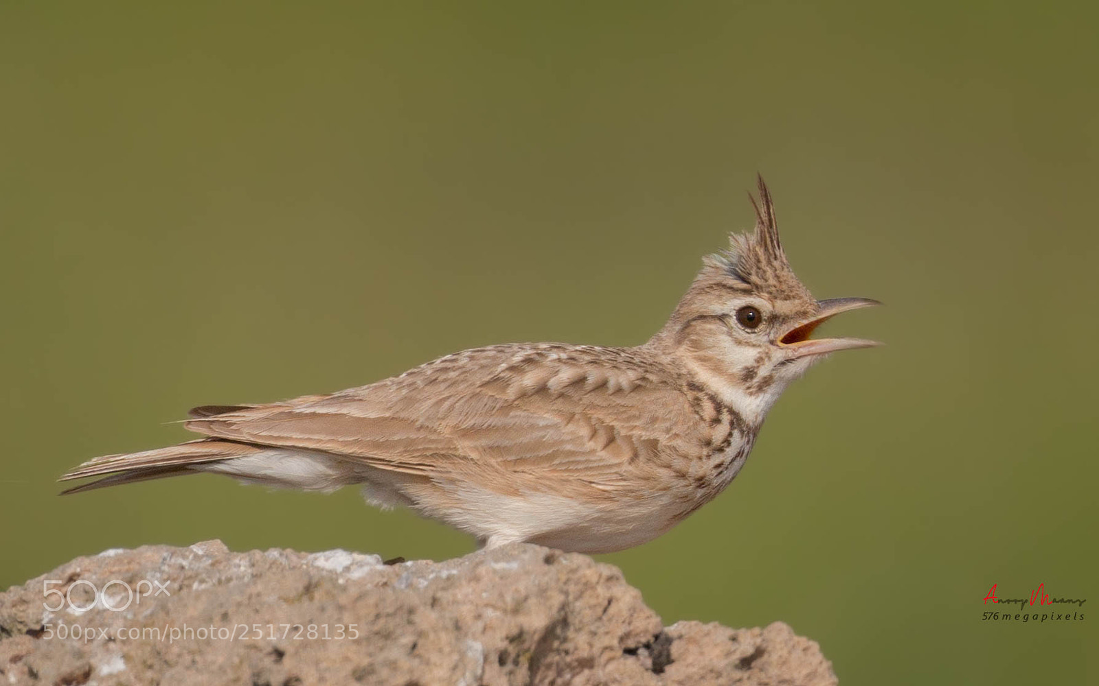Canon EOS 70D sample photo. Crested lark photography