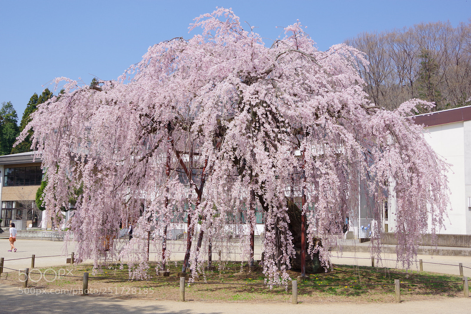 Pentax K-70 sample photo. Untitled photography