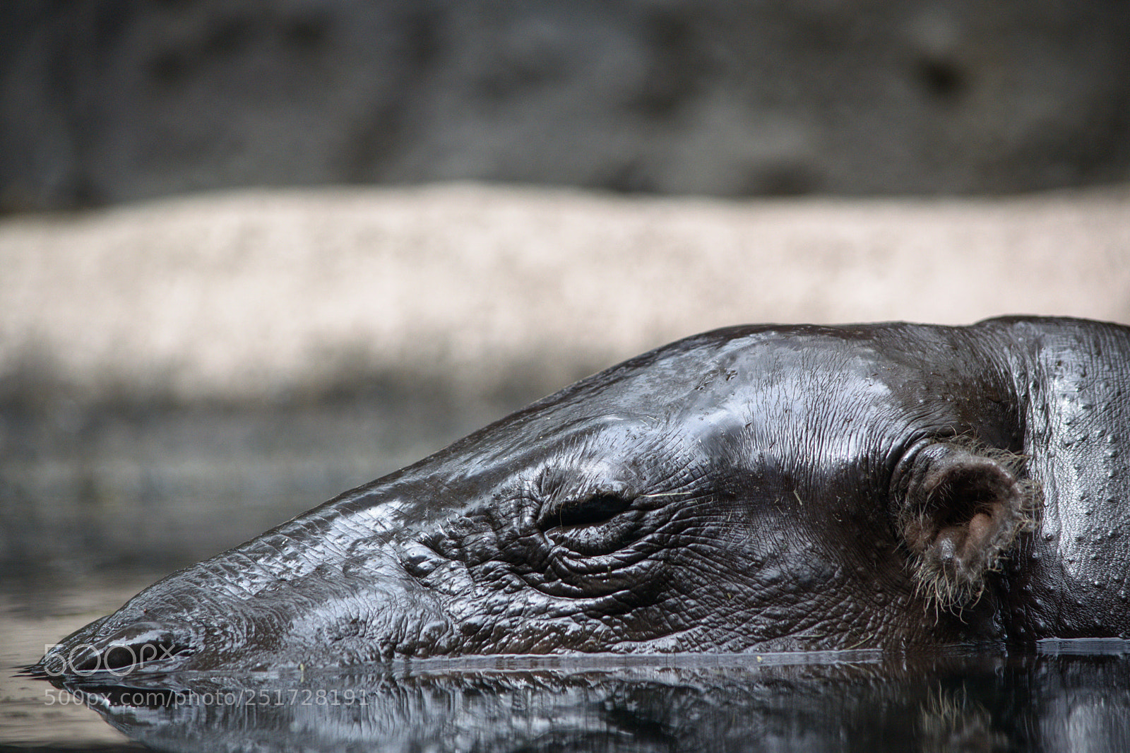 Nikon D3300 sample photo. Hippo photography