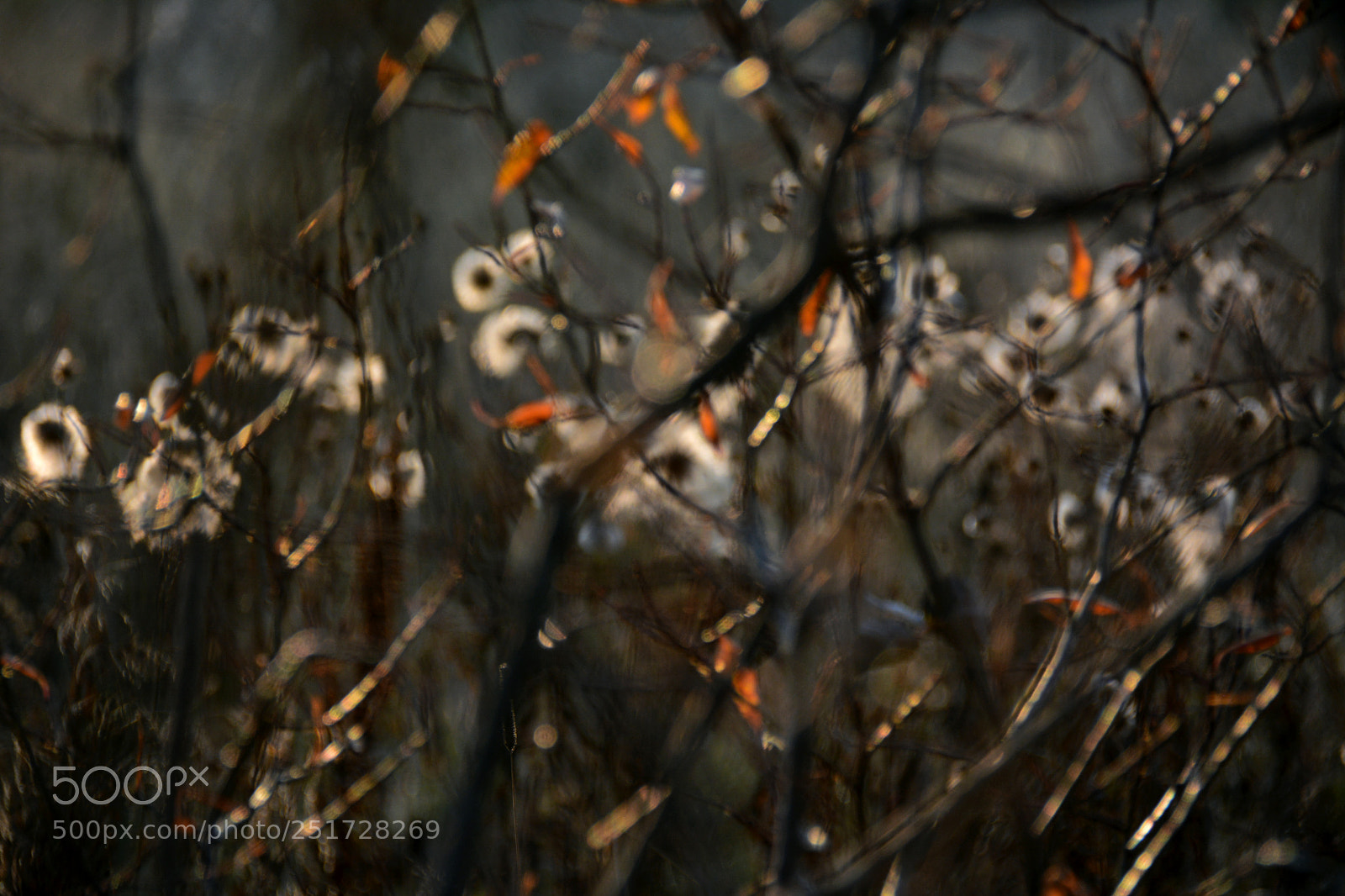 Nikon D7100 sample photo. Twilight in autumn forest 2 photography
