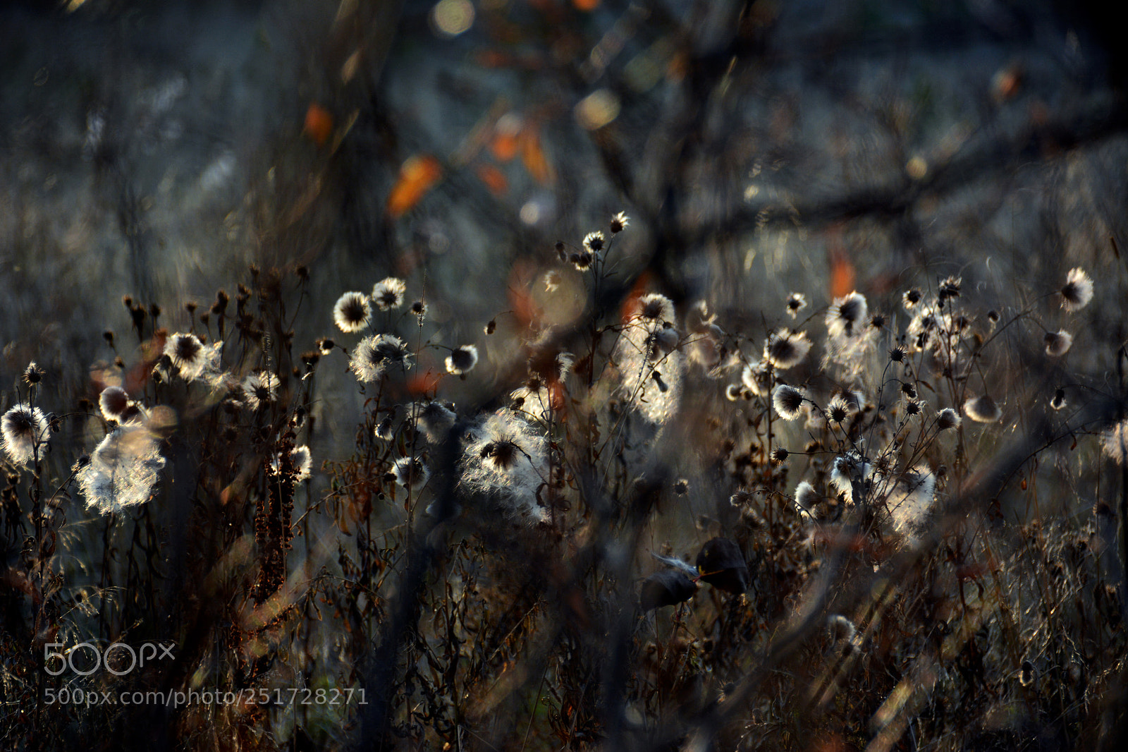 Nikon D7100 sample photo. Twilight in autumn forest 1 photography
