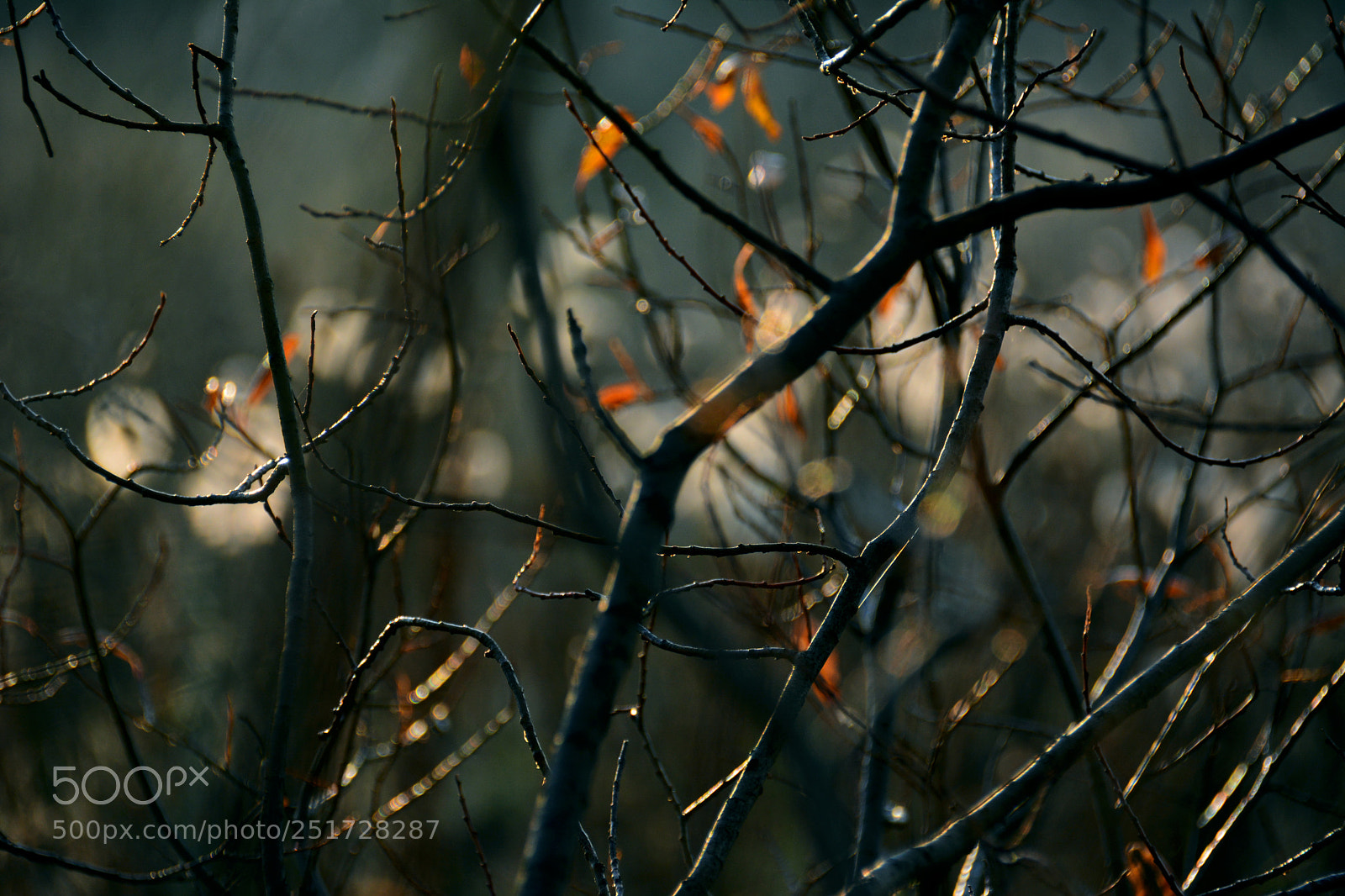 Nikon D7100 sample photo. Twilight in autumn forest 3 photography