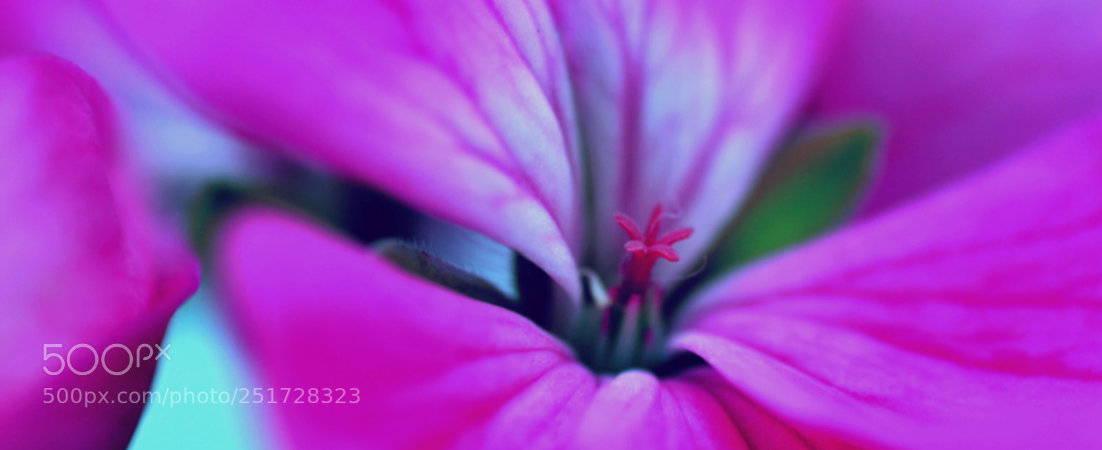 Nikon D3200 sample photo. Macro  geranio photography