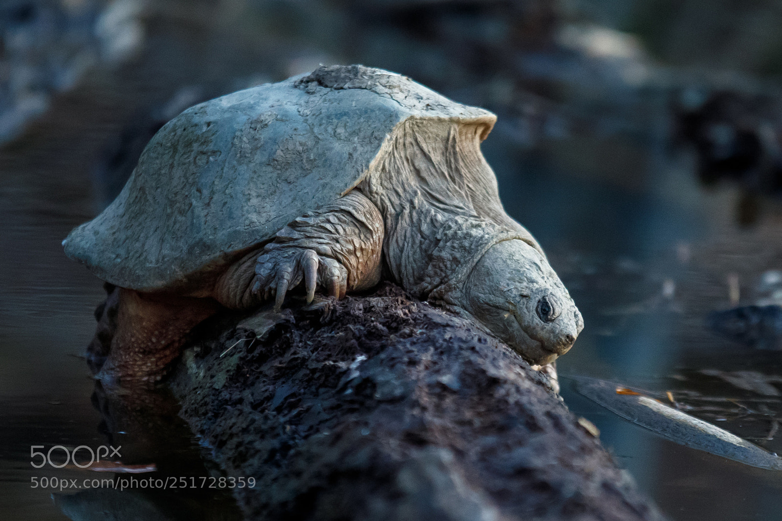 Canon EOS 5D Mark IV sample photo. The wise old turtle photography