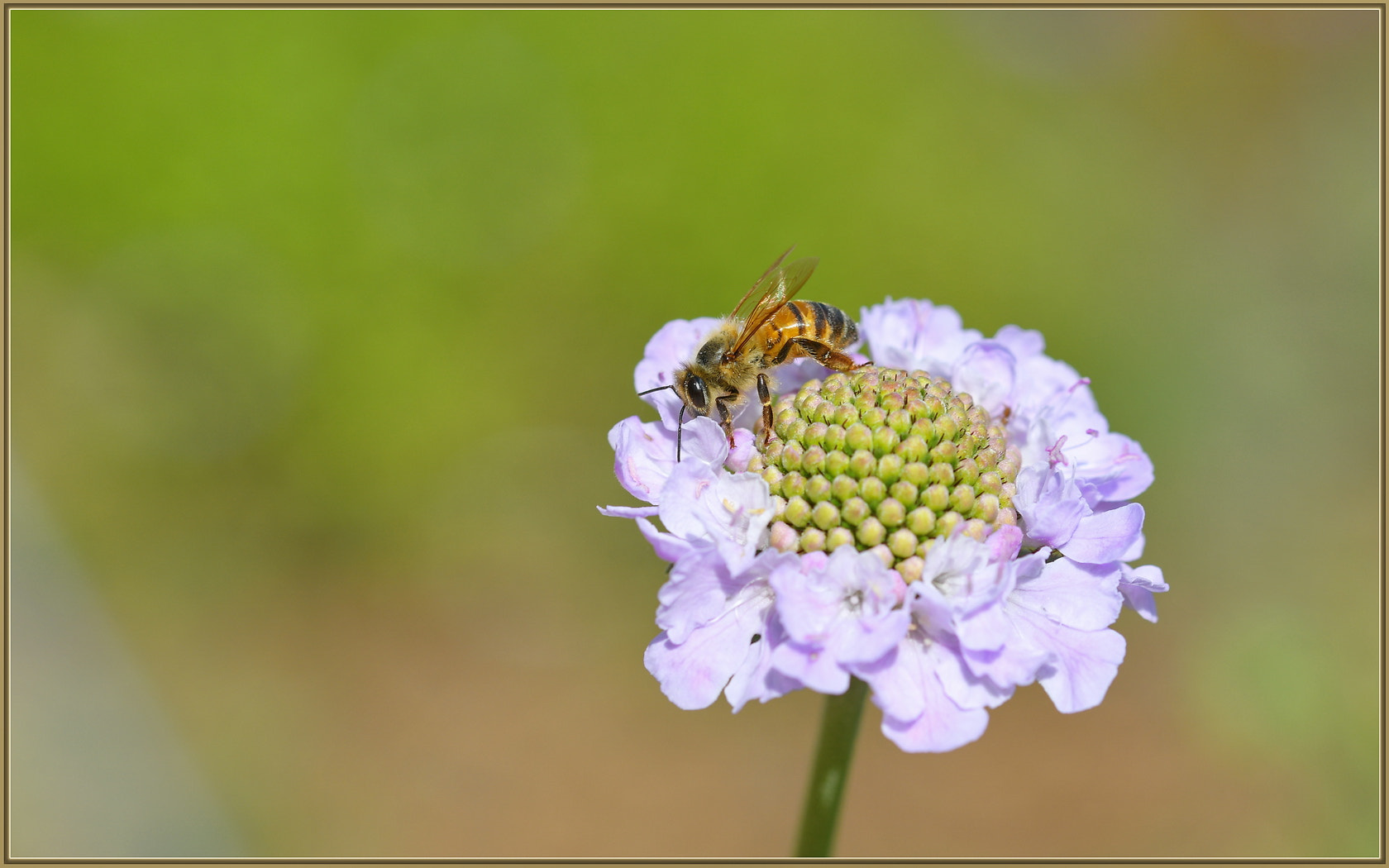 Sigma 105mm F2.8 EX DG OS HSM sample photo. Spring bee duties photography