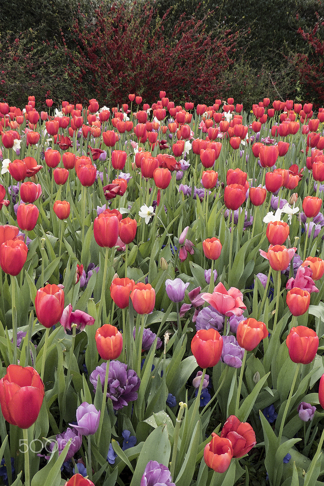 Panasonic DC-ZS70 sample photo. Tulips & narcissus 2018 photography