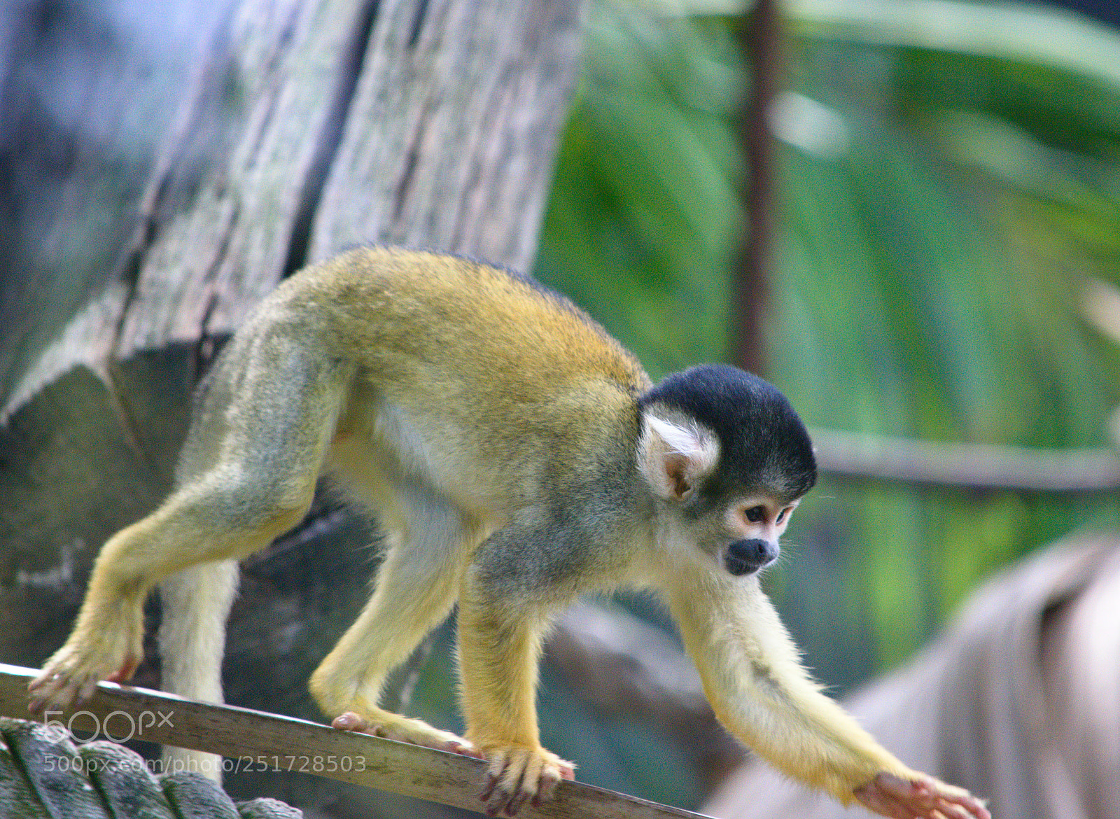 Nikon D3300 sample photo. ? ? squirrel monkey photography