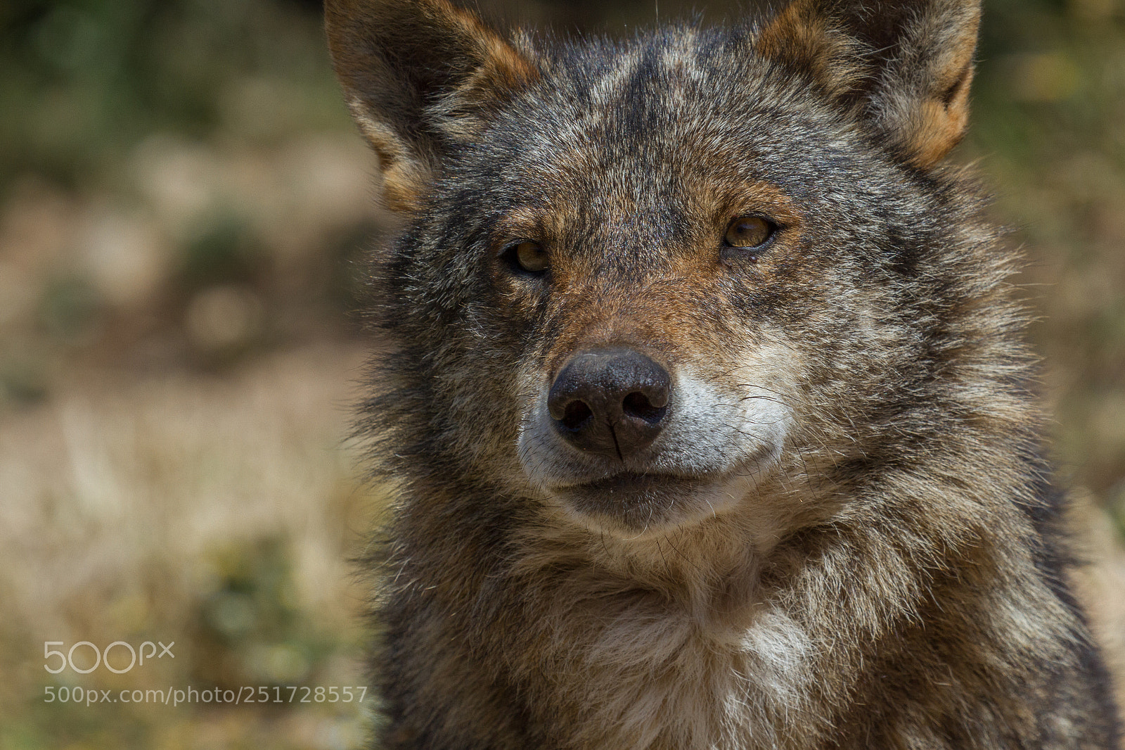 Canon EOS 7D sample photo. Lobo iberico photography