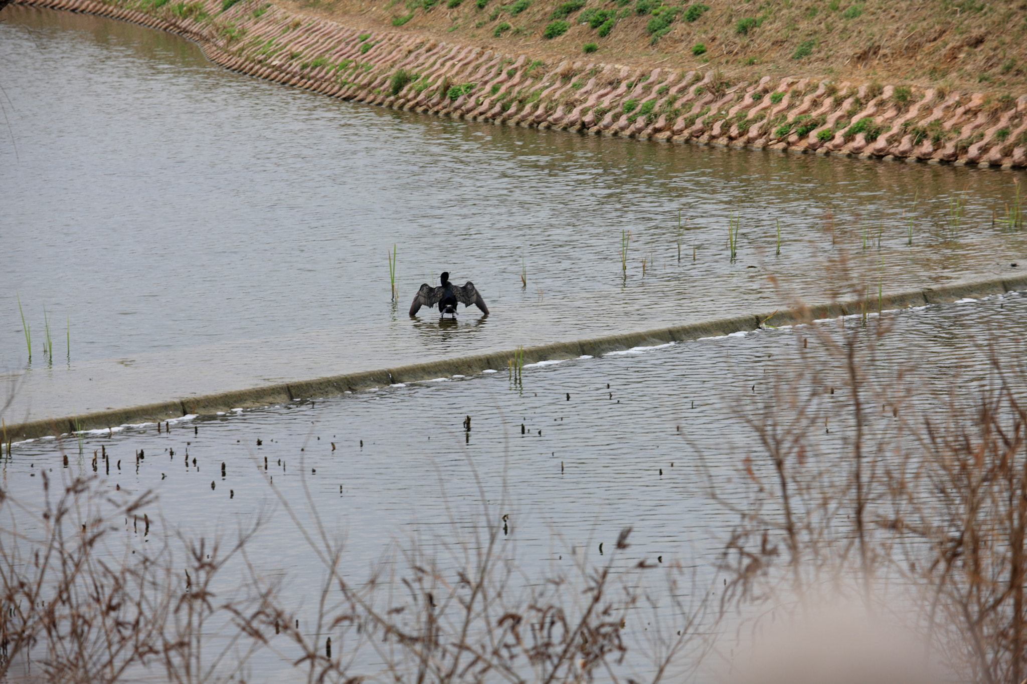 Canon EF 80-200mm f/2.8L sample photo. I'm batman photography