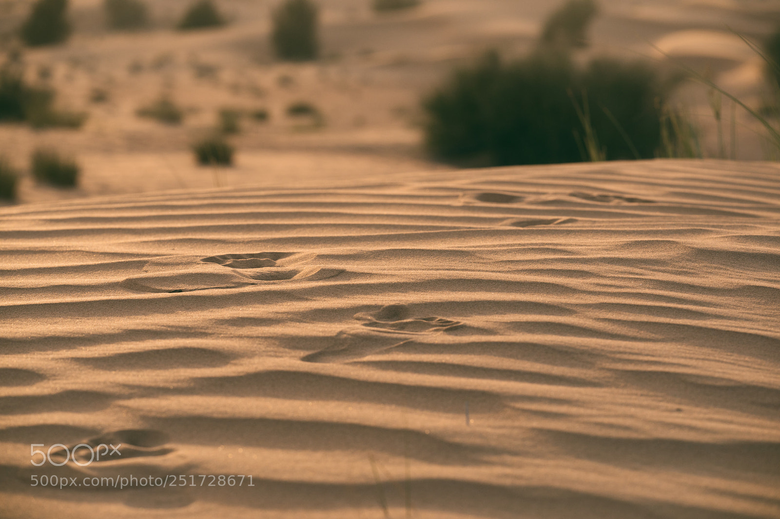 Canon EOS 5D Mark IV sample photo. Desert footprints photography