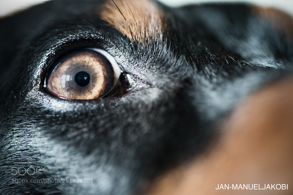Nikon D800 sample photo. Eye of german pinscher photography